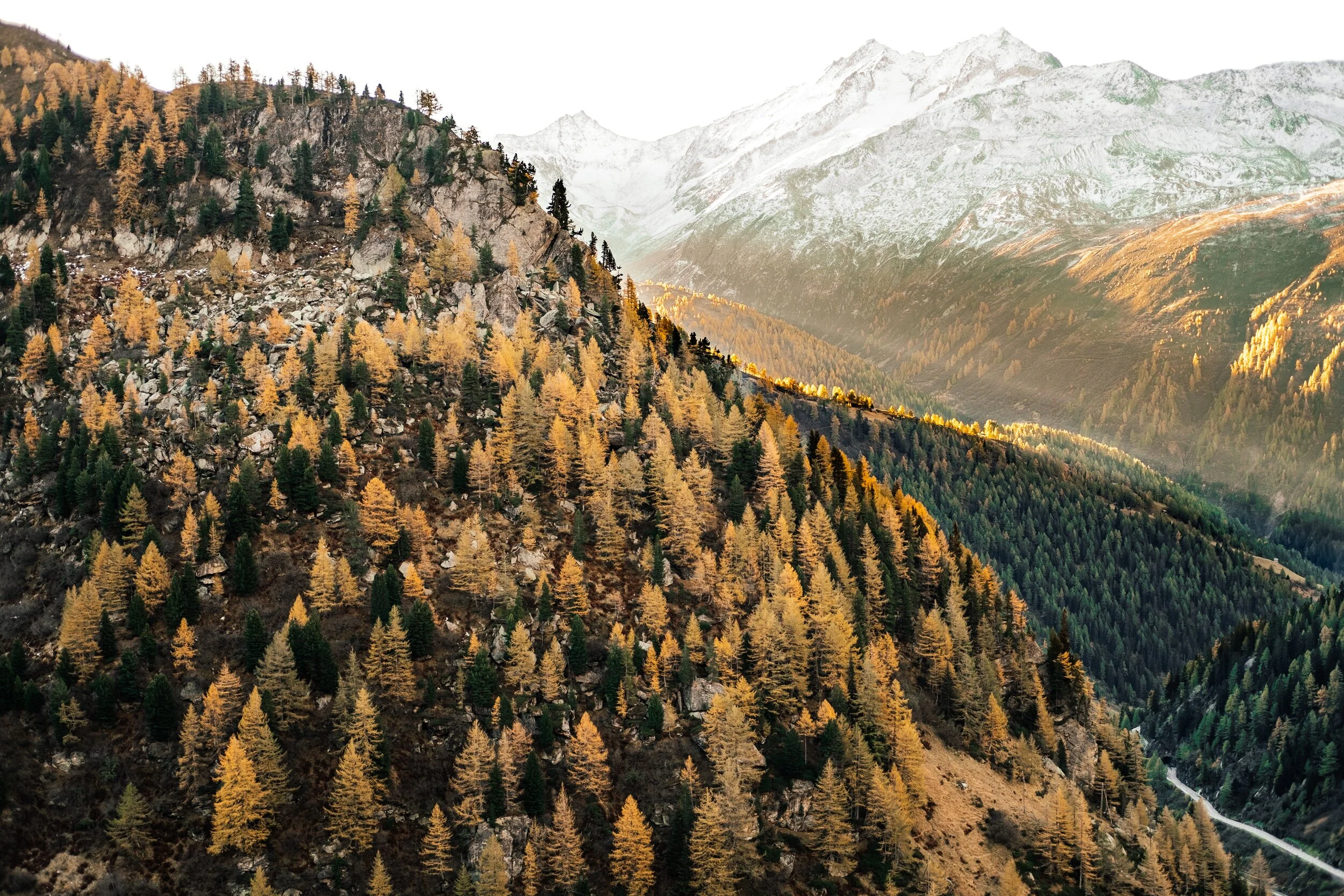 joel jasmin forestbird 1JapEeqwLsM unsplash