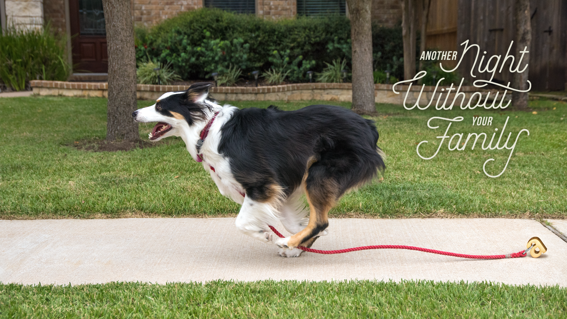 Addys_Images_Dog.png