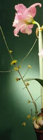 floral1.jpg