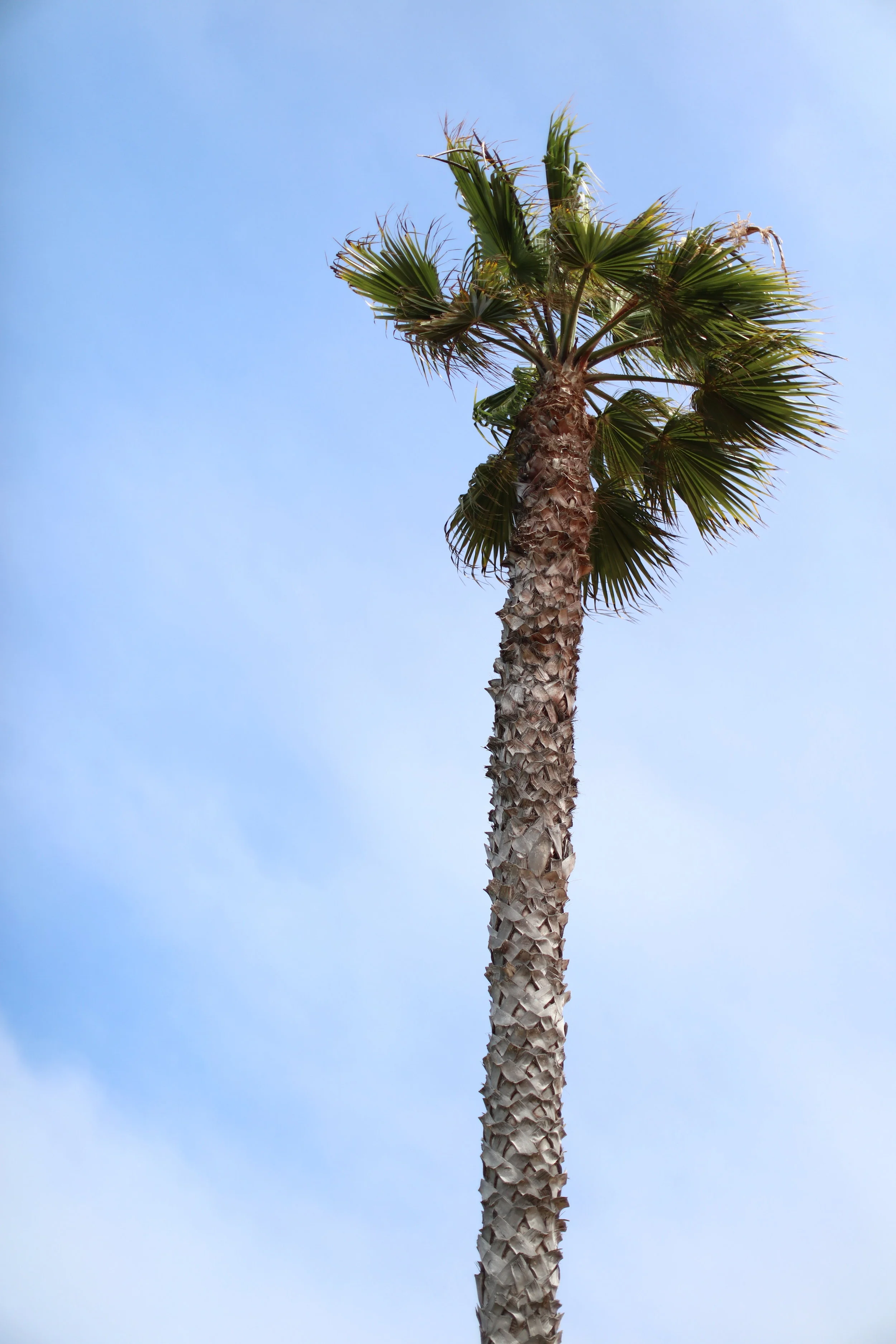 palm tree