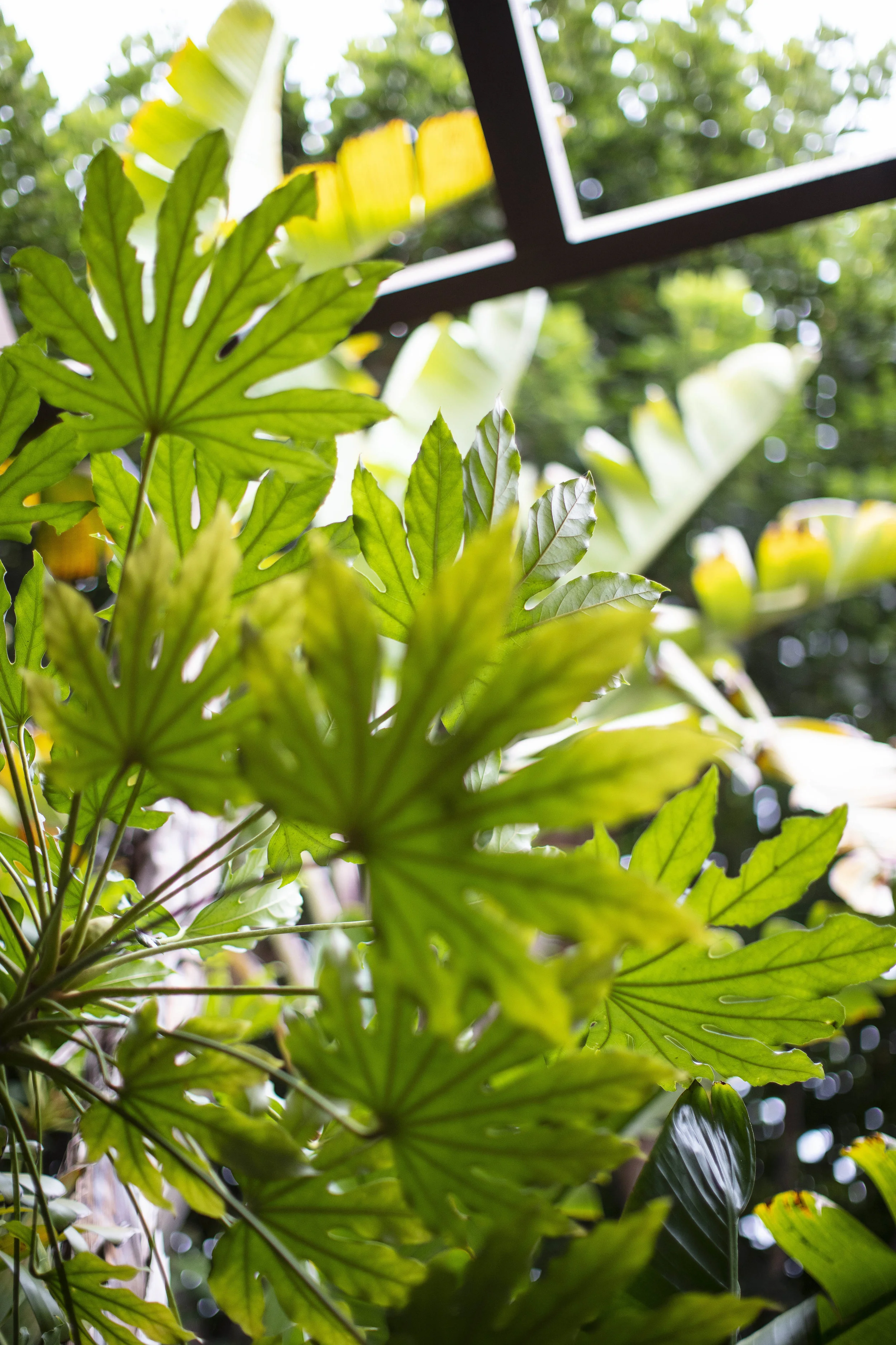 tropical leaves
