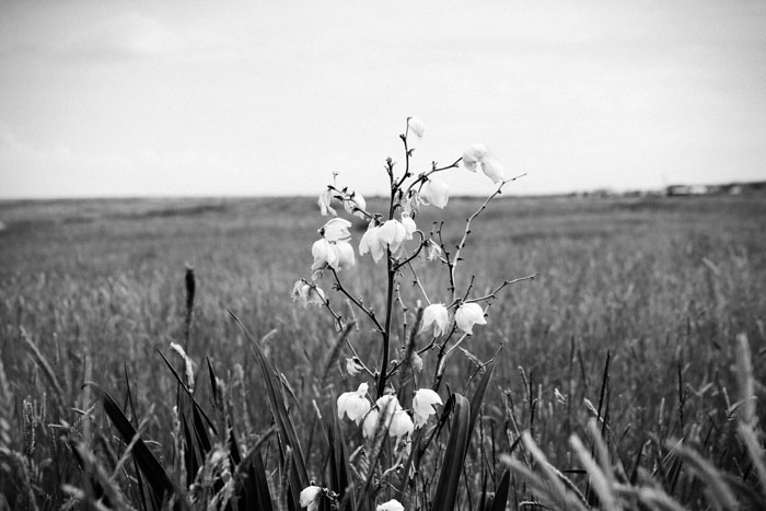 Wheat Field Flowers