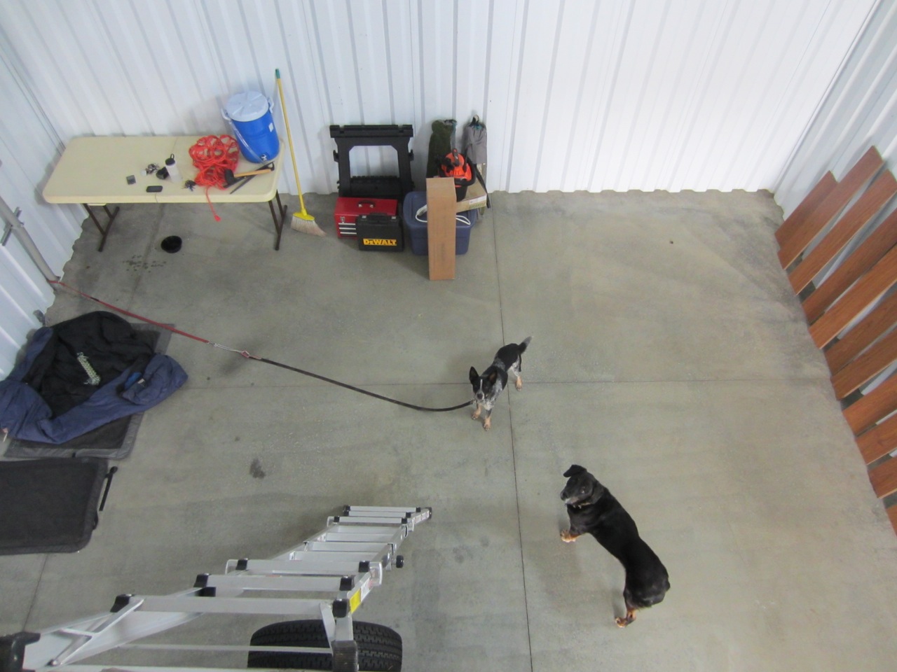 The dogs hung out below waiting for us. Tyki, a dog we're fostering, is on the leash because the garage door is open.