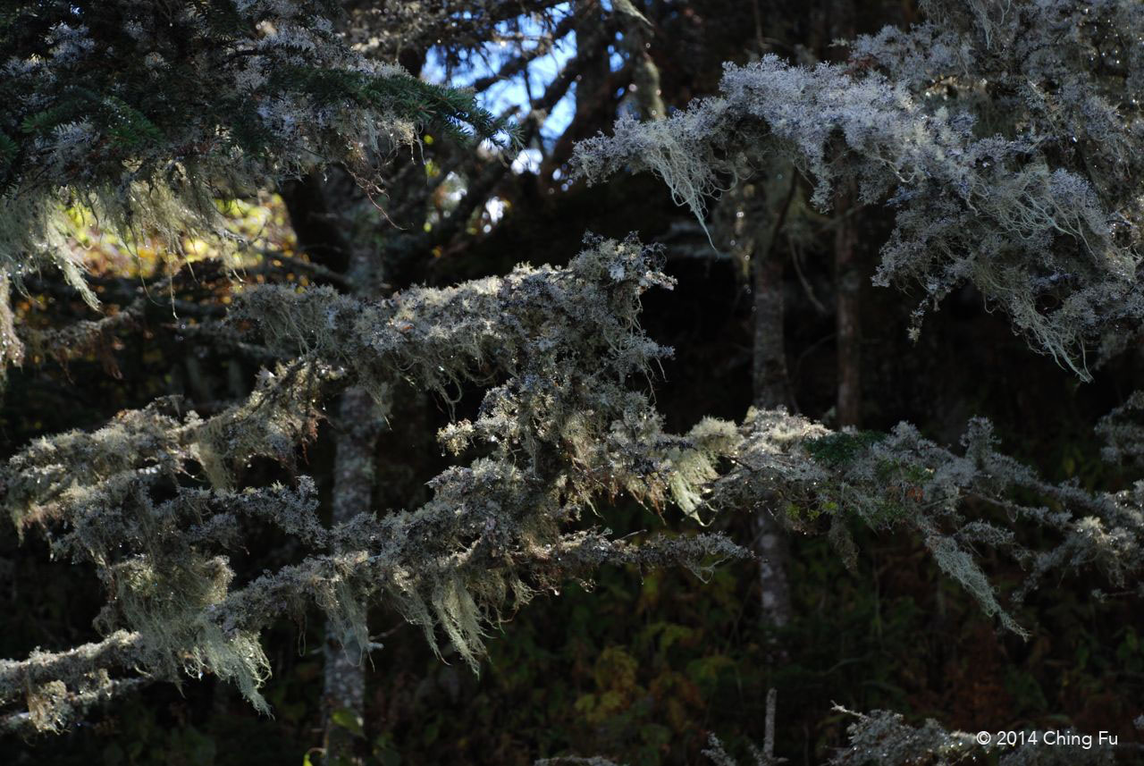 Moss hanging from a fir tree. Majority of the mountain is covered by red spruce and Fraser fir. Sadly most of the Fraser fir trees are dying because of Balsam wooly adelgid. Acid rain has also effected the evergreens.