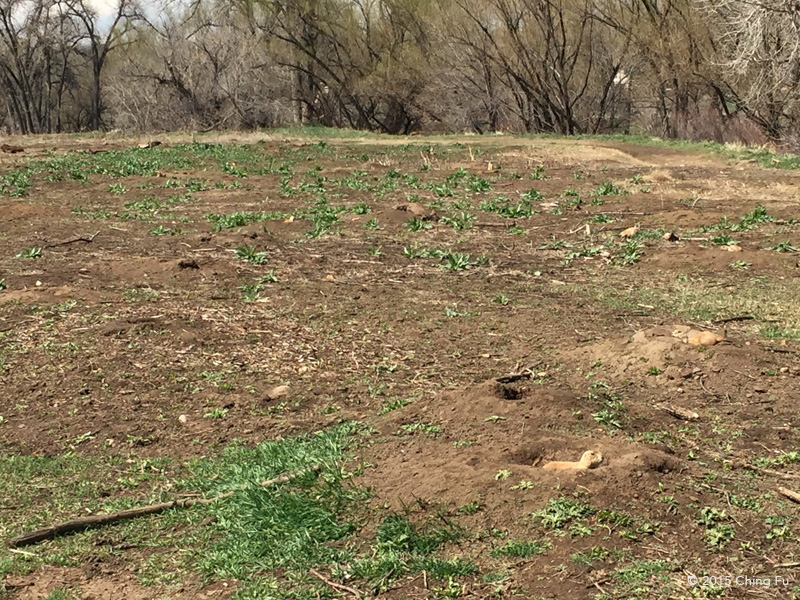 Prairie dogs!