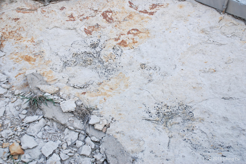 These are NOT dinosaur footprints!