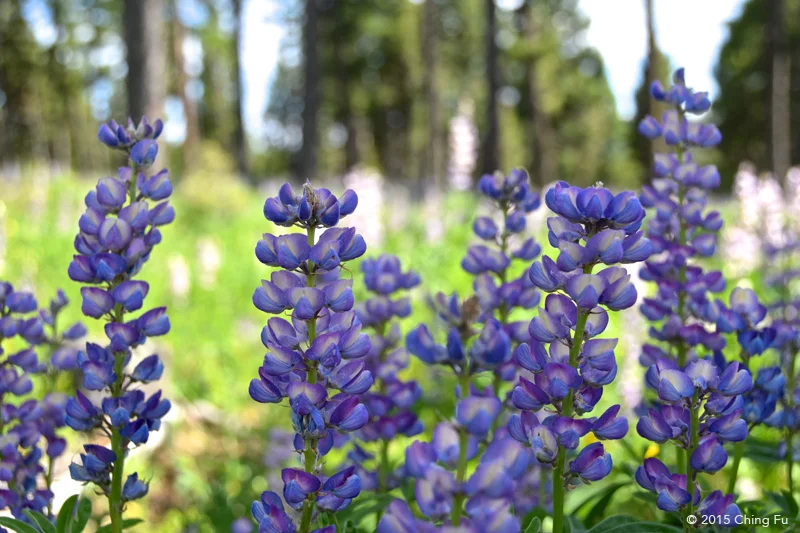 Fields of lupines.