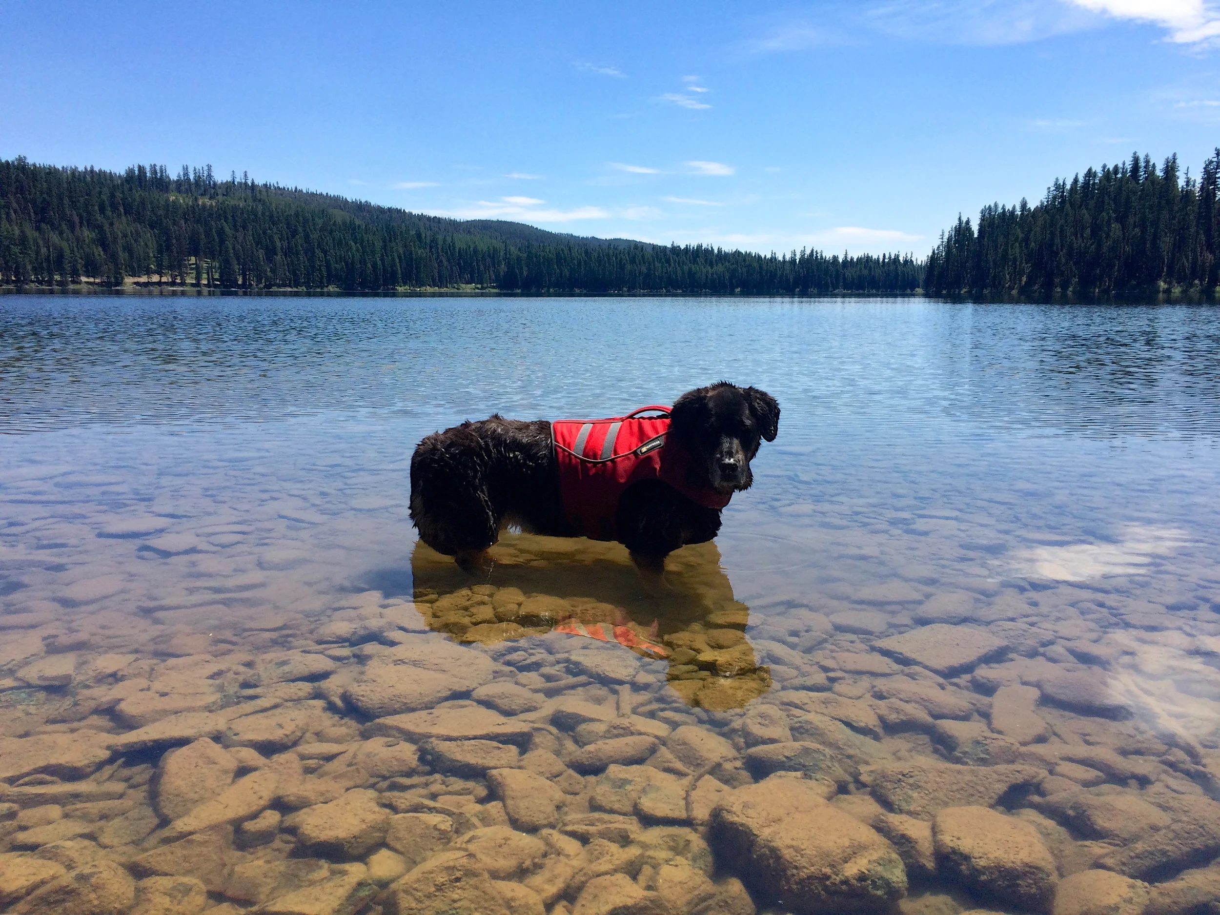 Dogs & Heat: Keep Them Cool & Safe In An RV