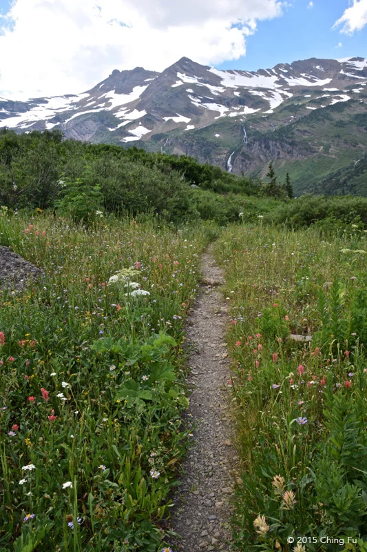 Abundant wildflowers.