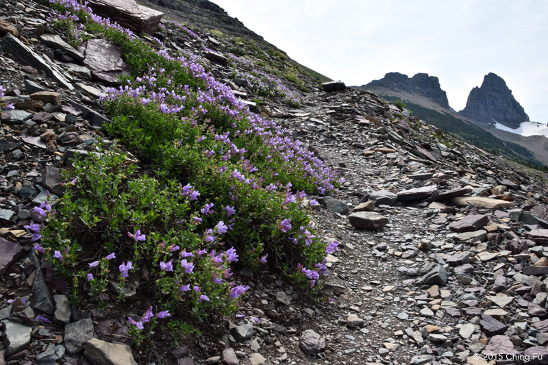  Wildflowers line the sides of the spur trail up to the Garden Wall. 