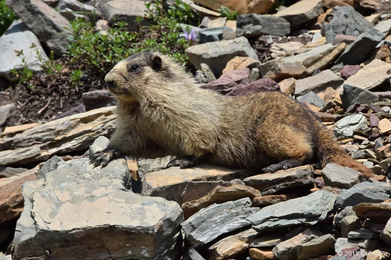 Yes, even the furry hoary marmot can be dangerous.