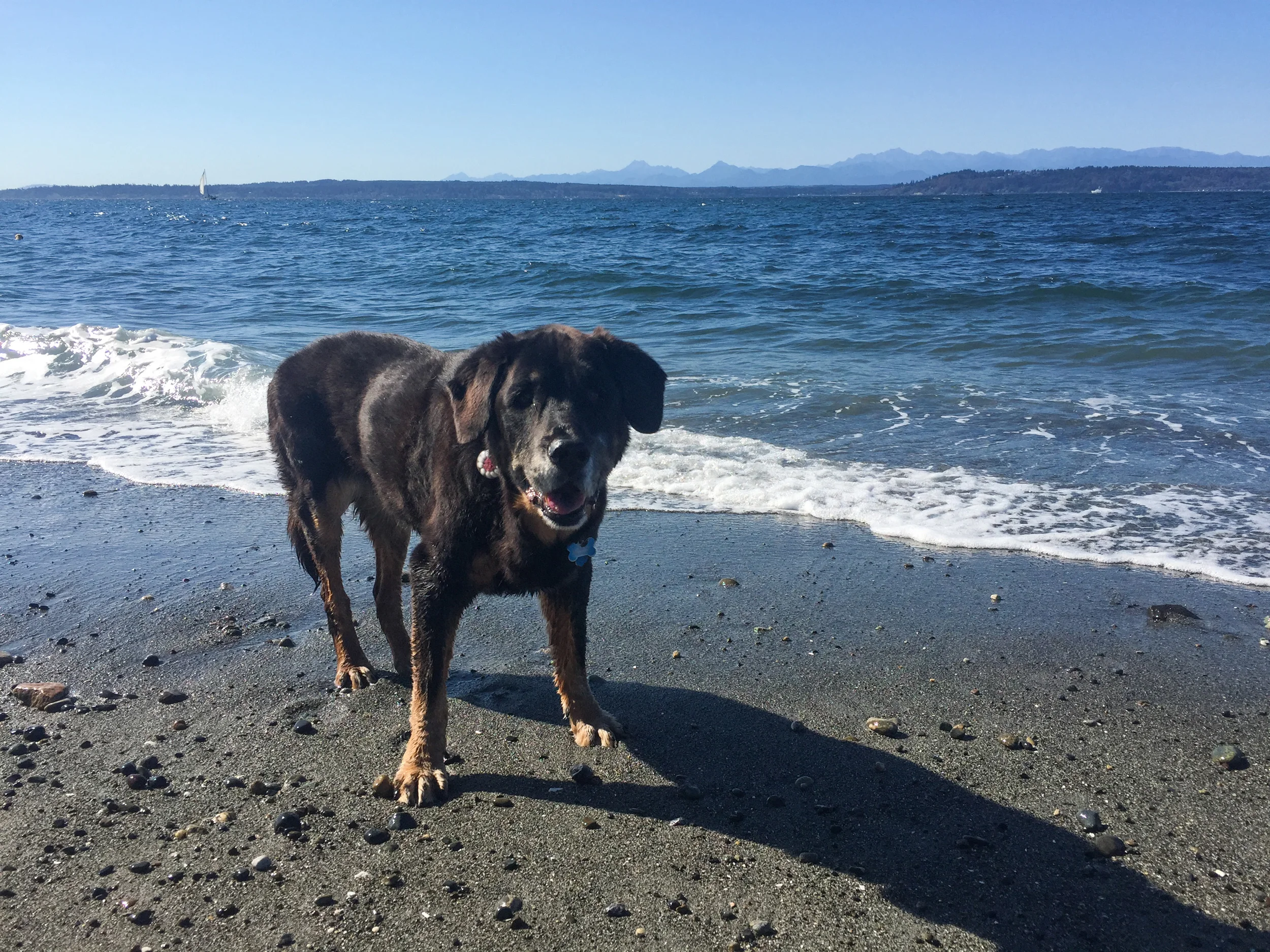Tybee at Edmonds dog park in Washington.