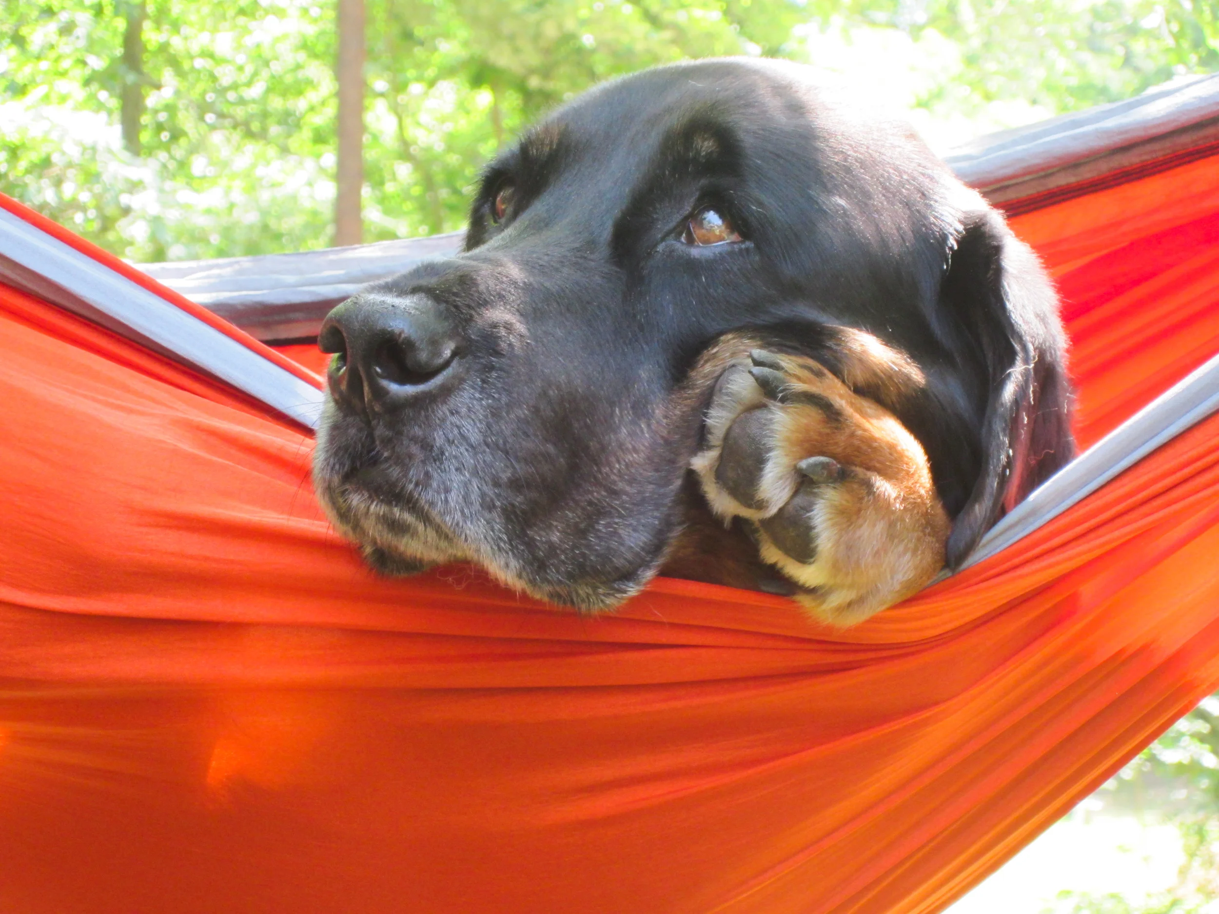 Happy 13th Birthday, Tybee
