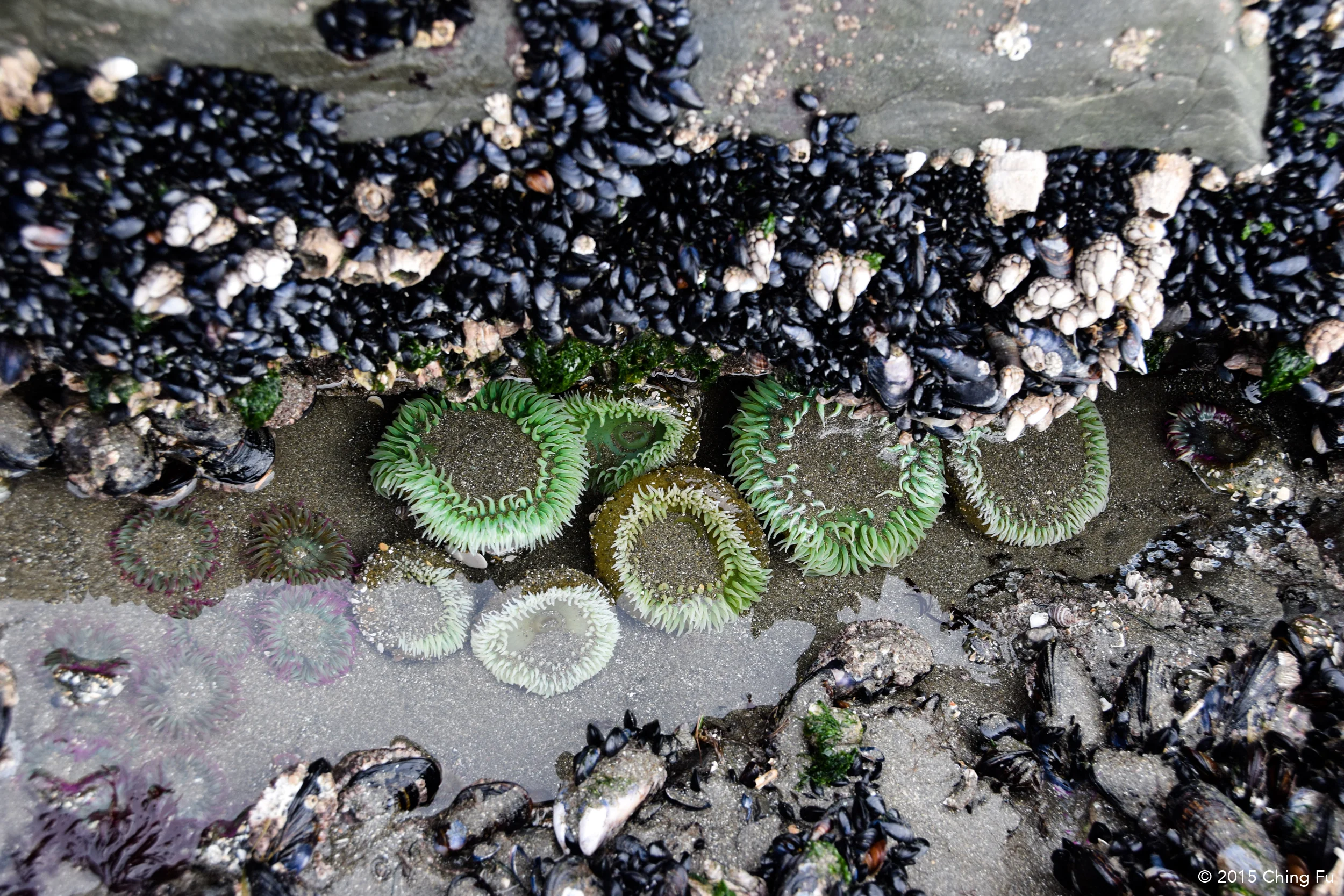 Green and purple sea anemone