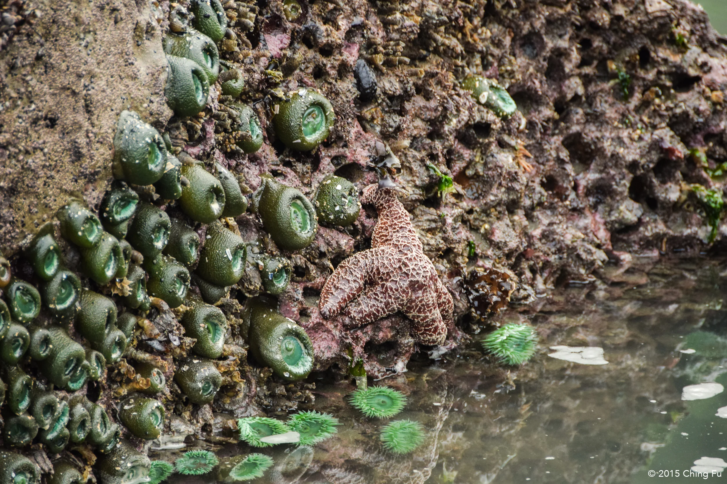 Green sea anemone and a starfish.