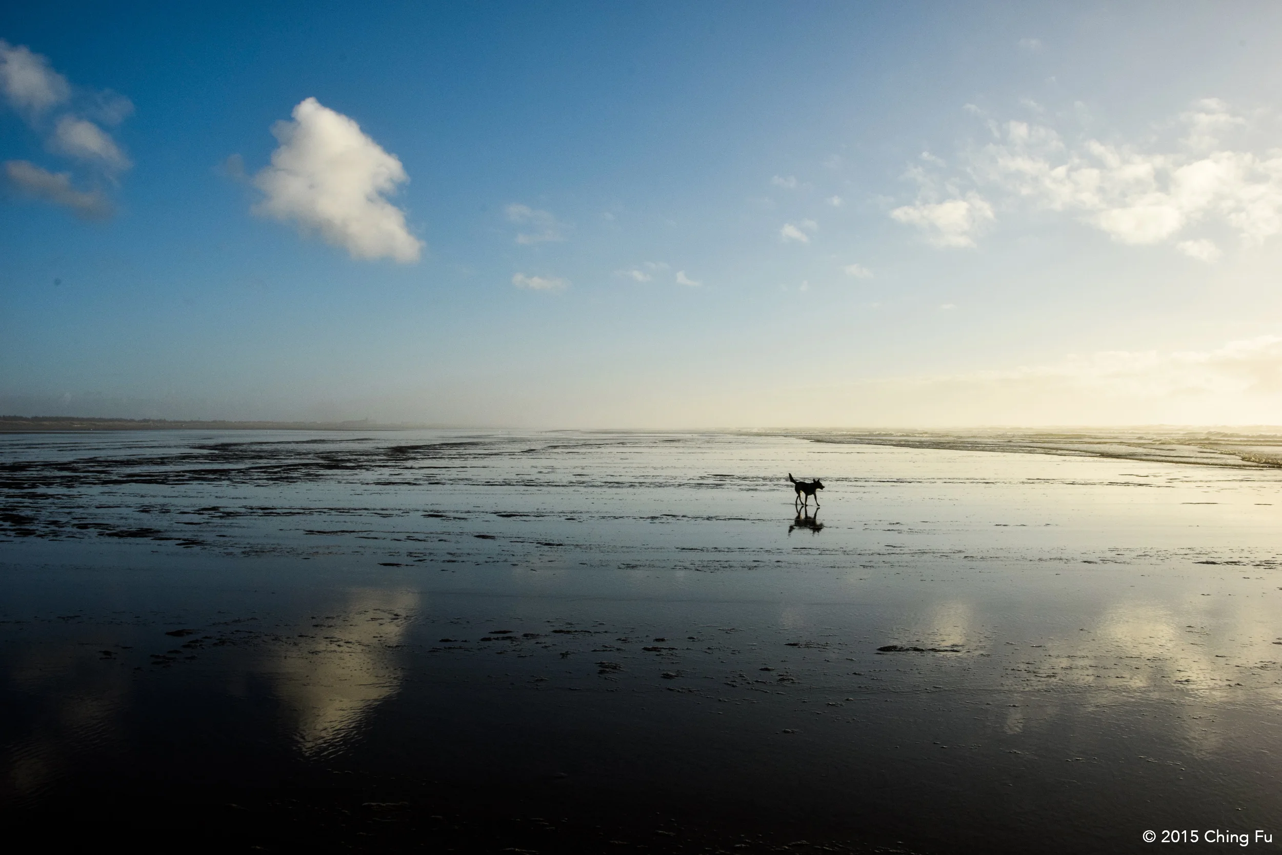 Tyki at Quinault Beach.