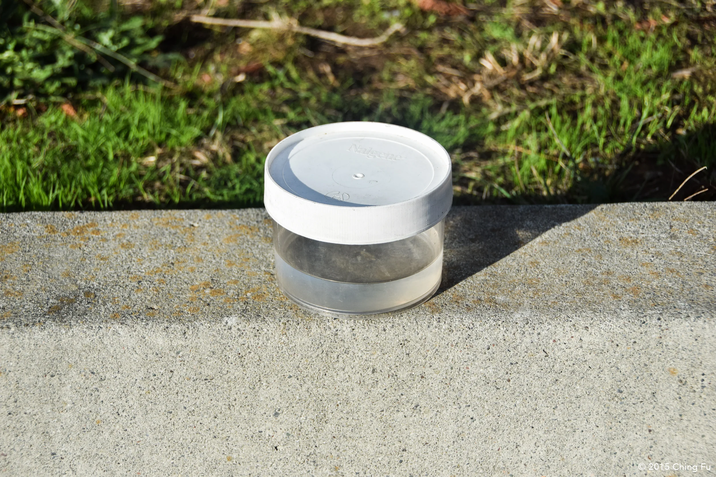 Nalgene container used as a water bowl for the dogs.
