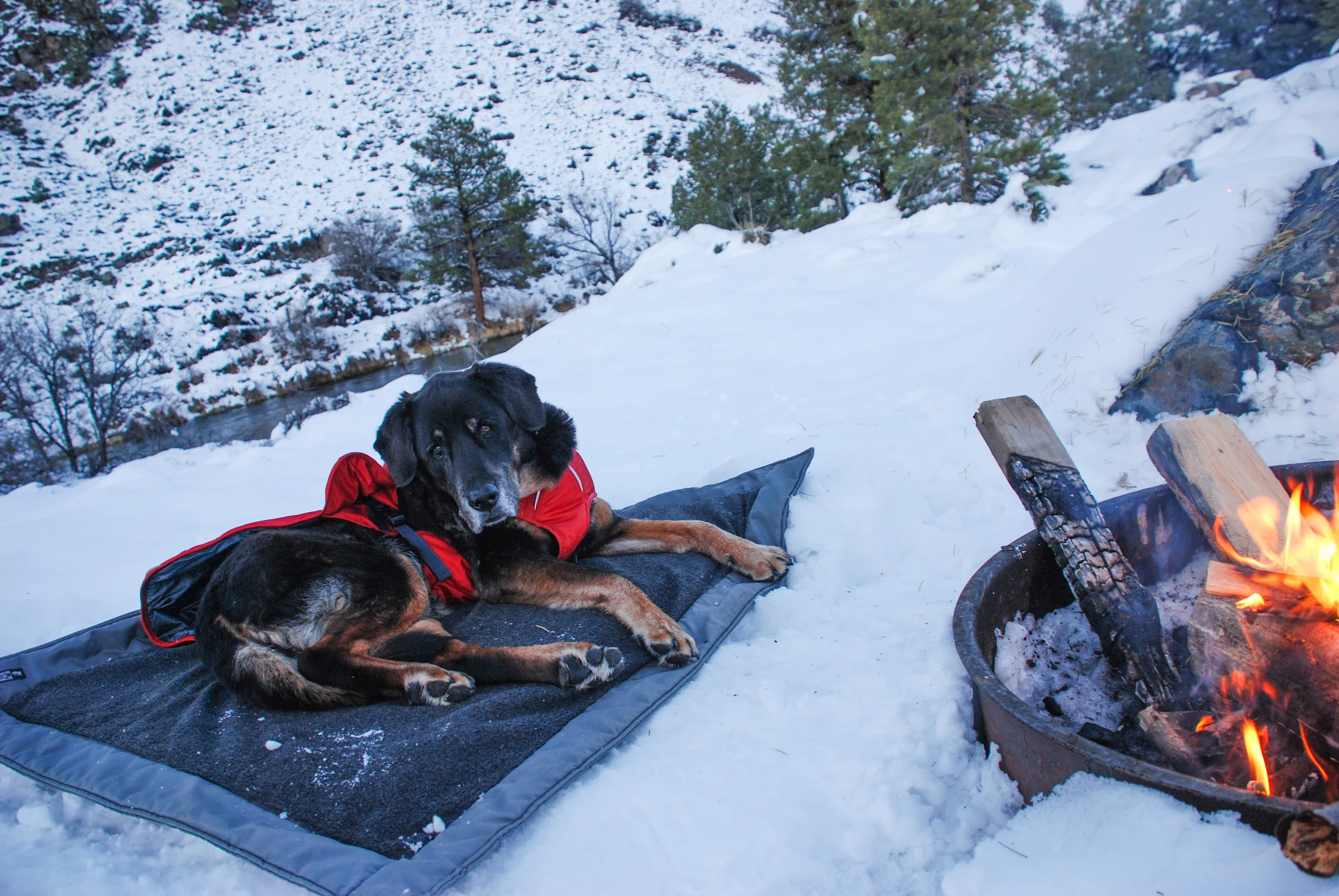Tybee on her REI Dog Dream Bed.