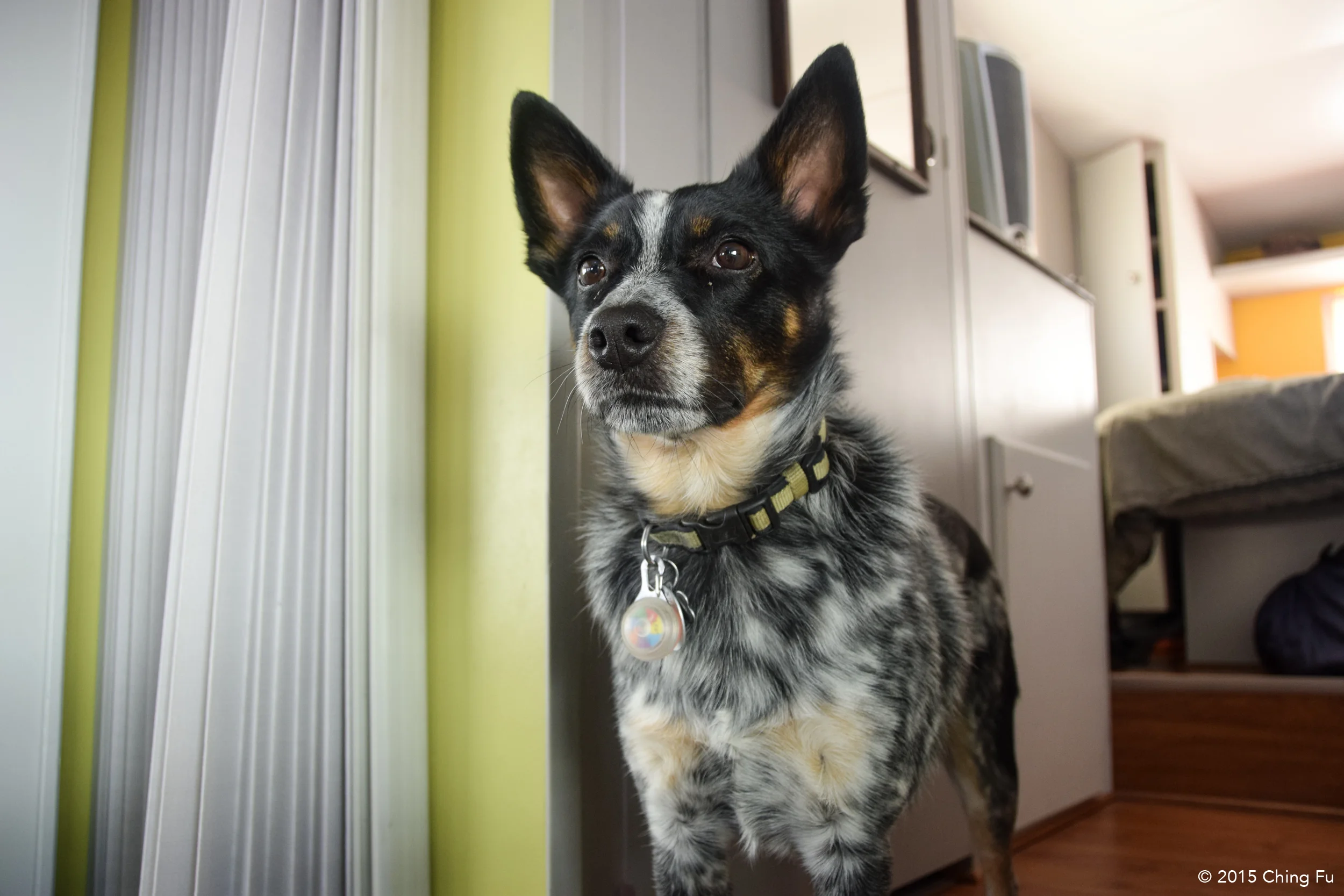 Tyki wearing his Nite Ize Spotit Clip-On LED Light.