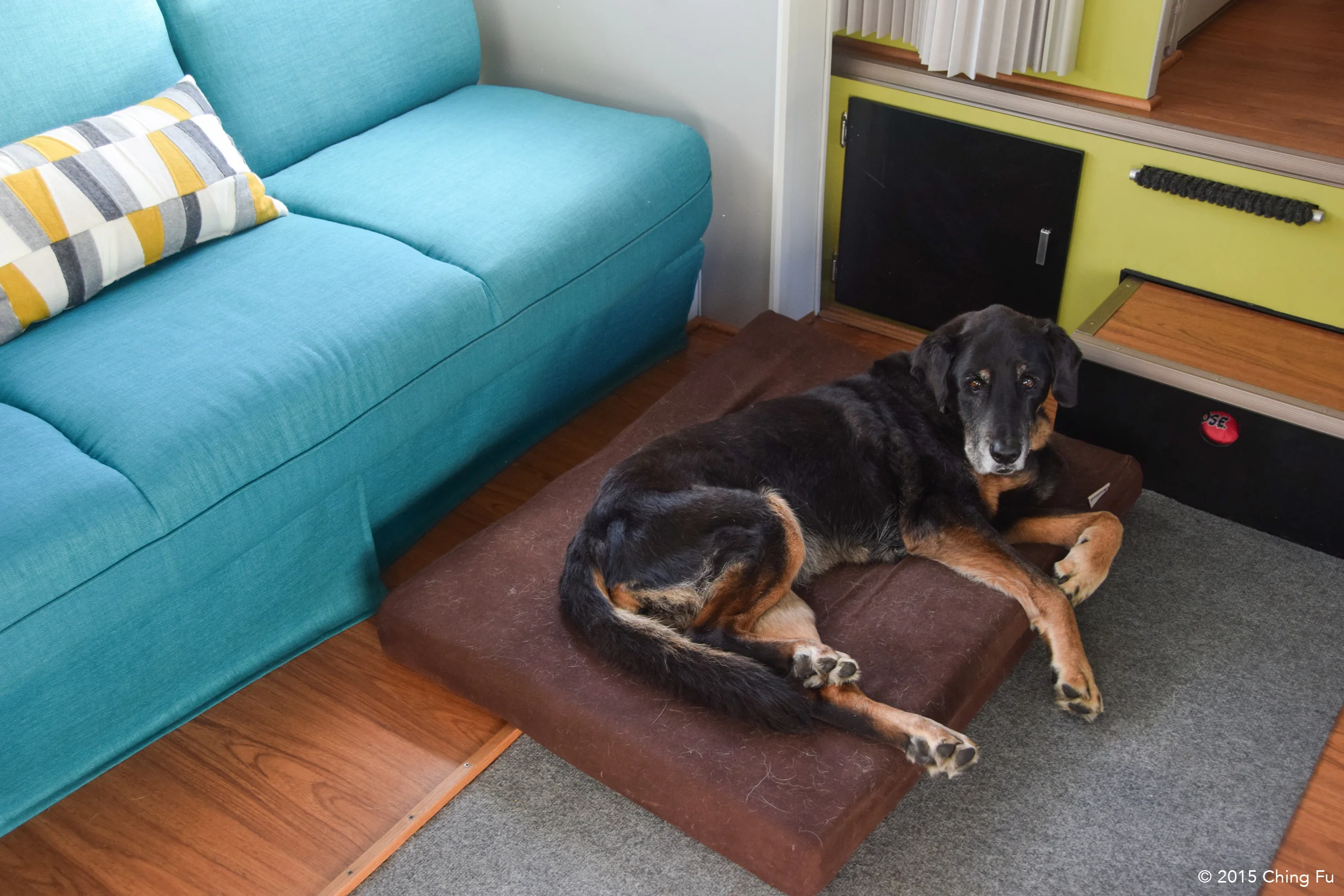 Tybee comfortably lounging on her memory foam bed.