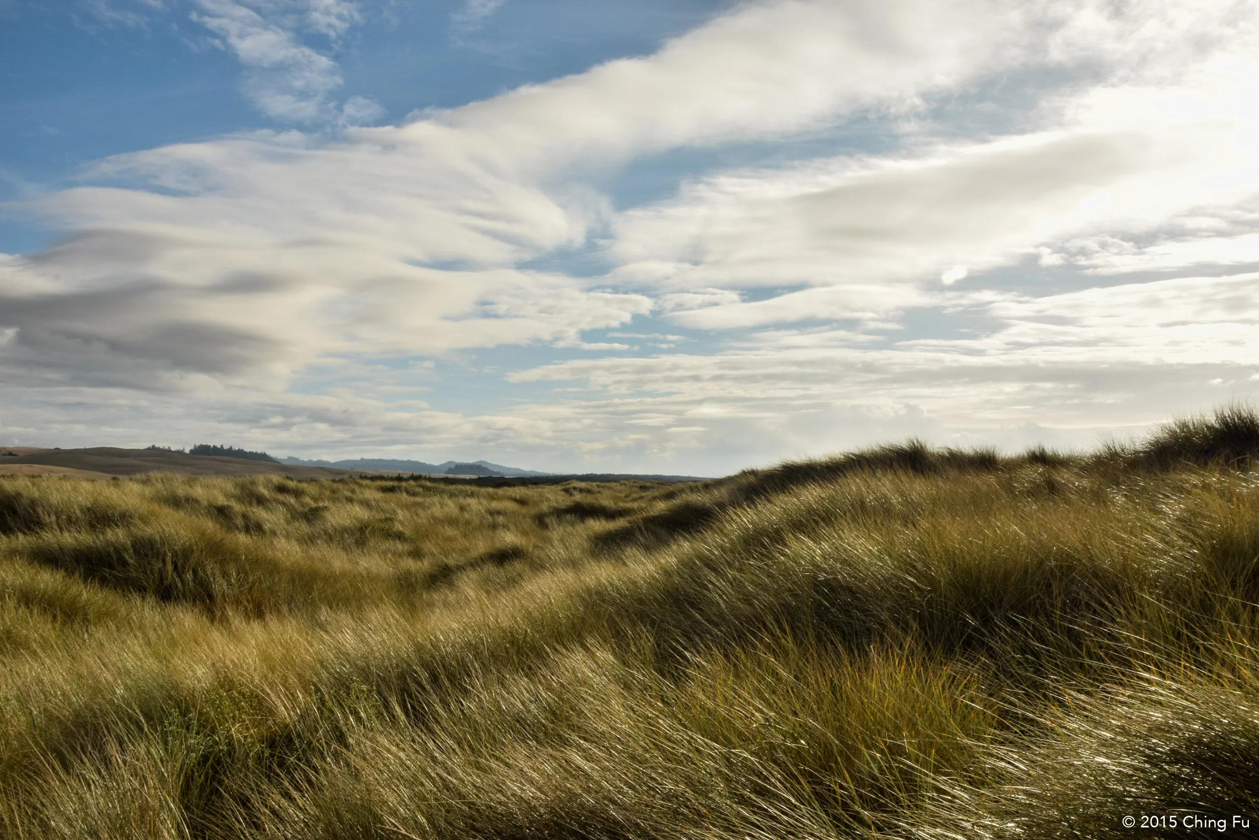 Field of grass at the dunes.