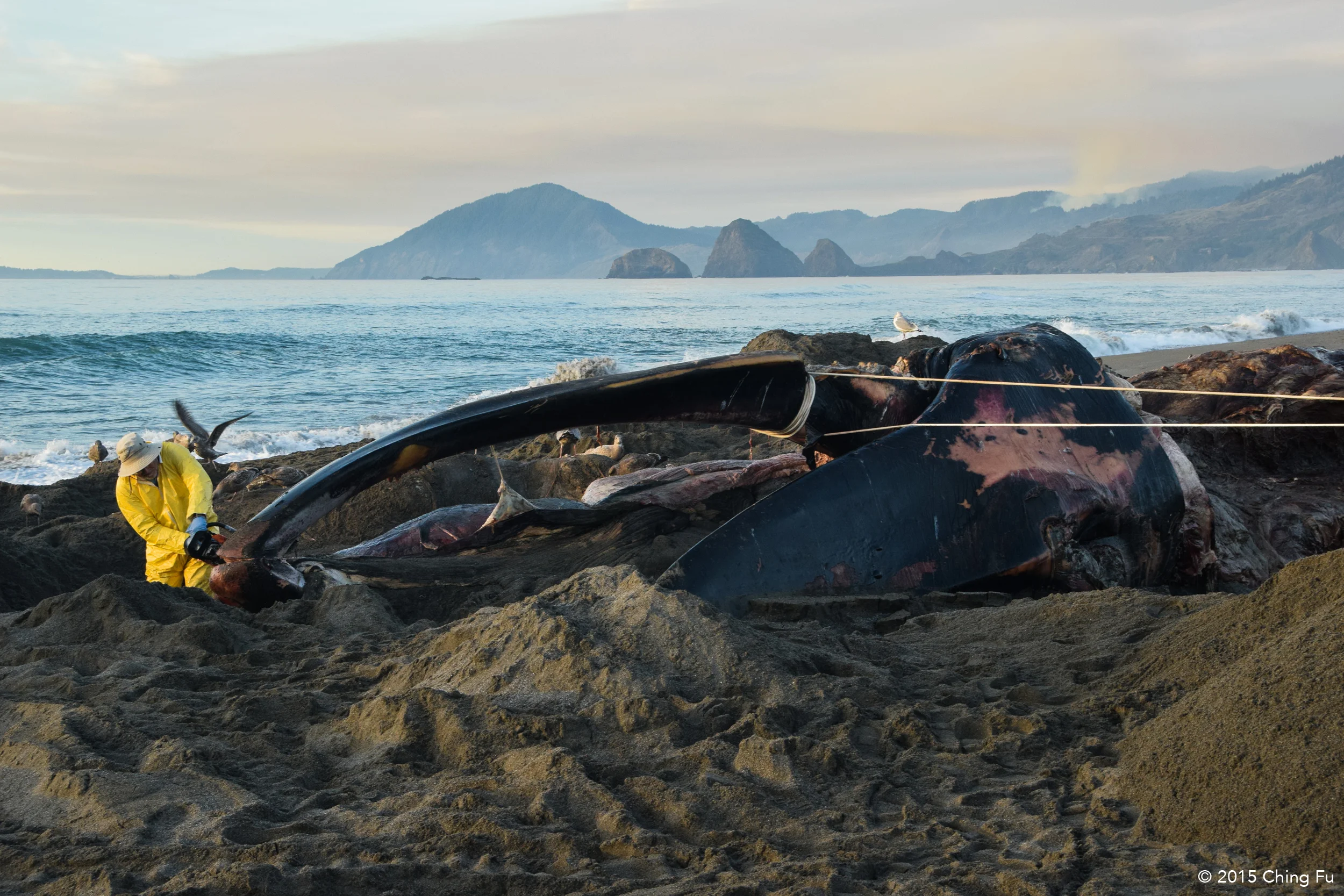 Chainsawing through the jawbone of the whale.