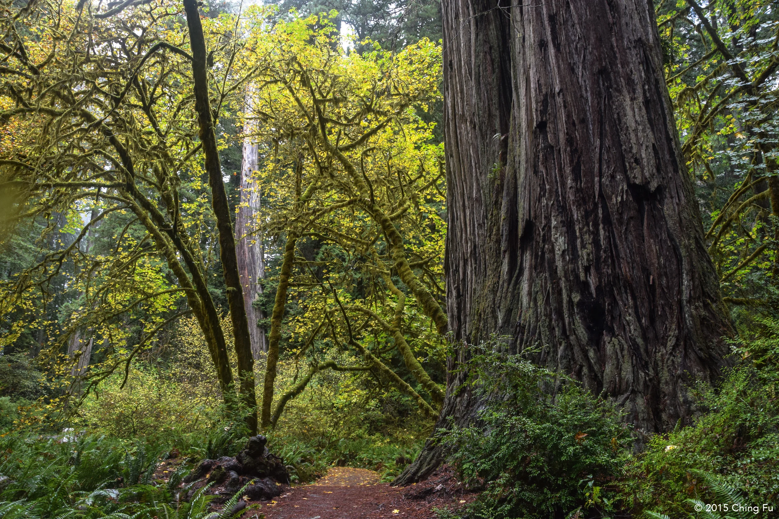Redwoods in Prairie Creek State Park.