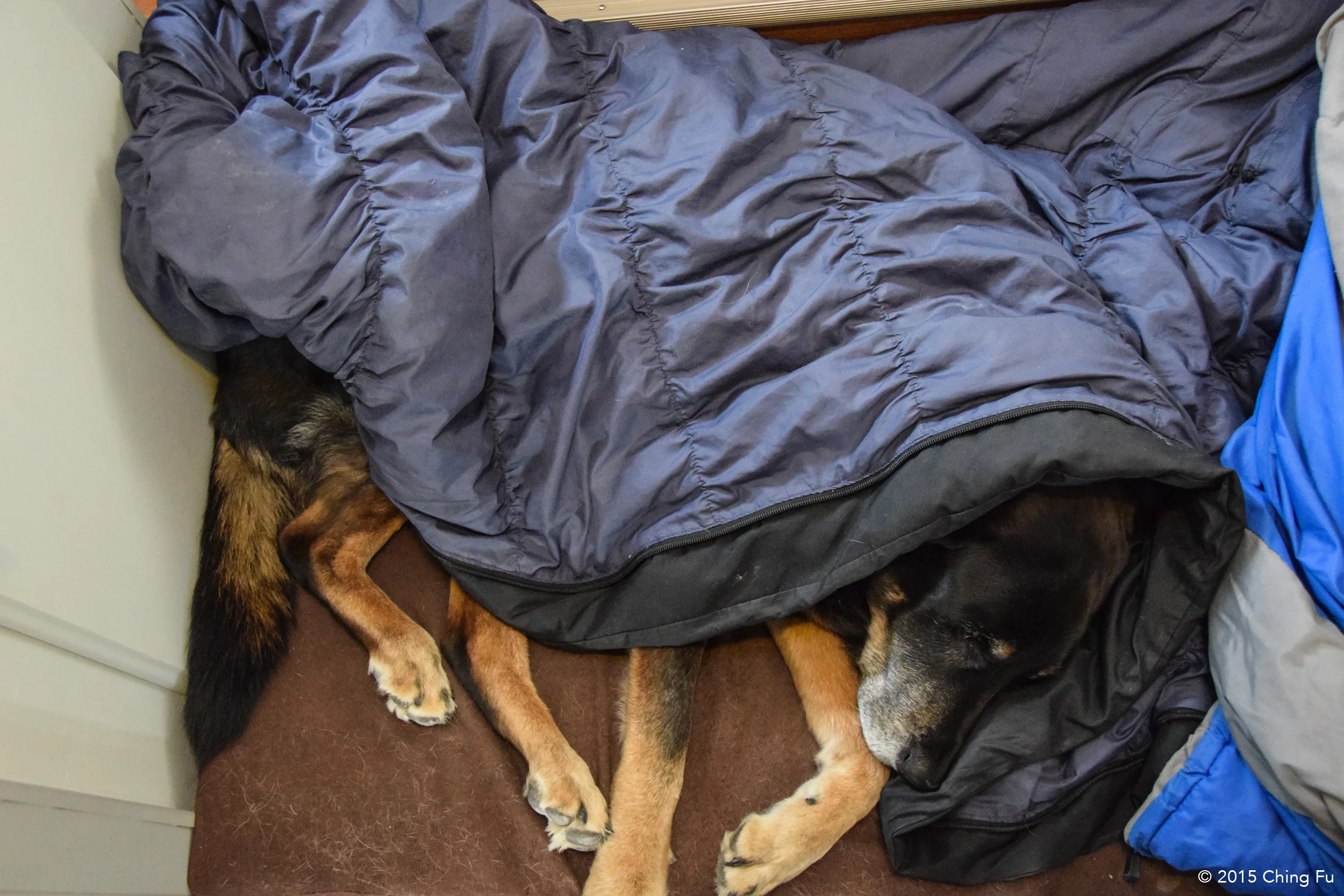 Tybee in her sleeping bag.