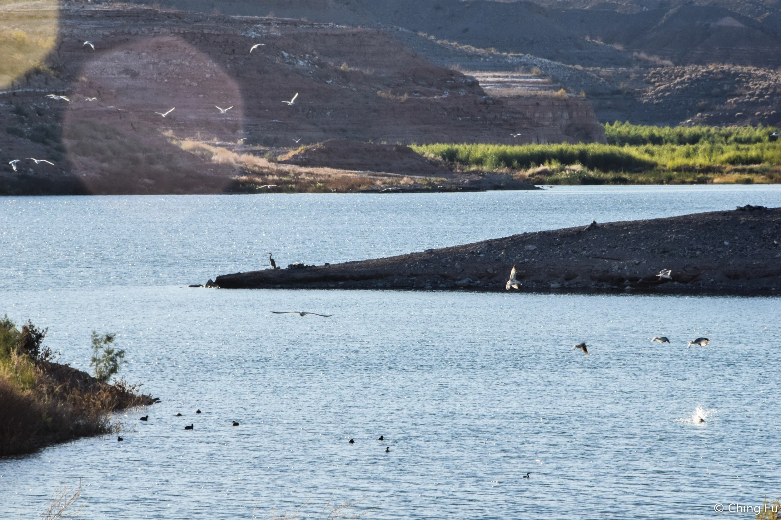 Tons of birds on the lake.