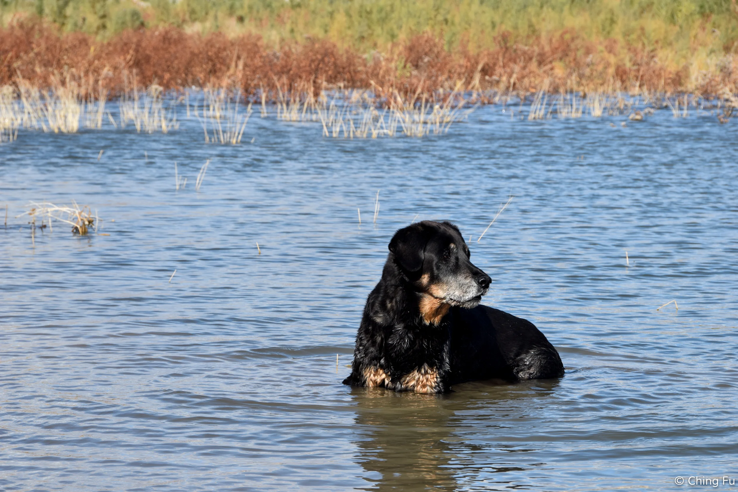 Tybee absolutely loves the water.