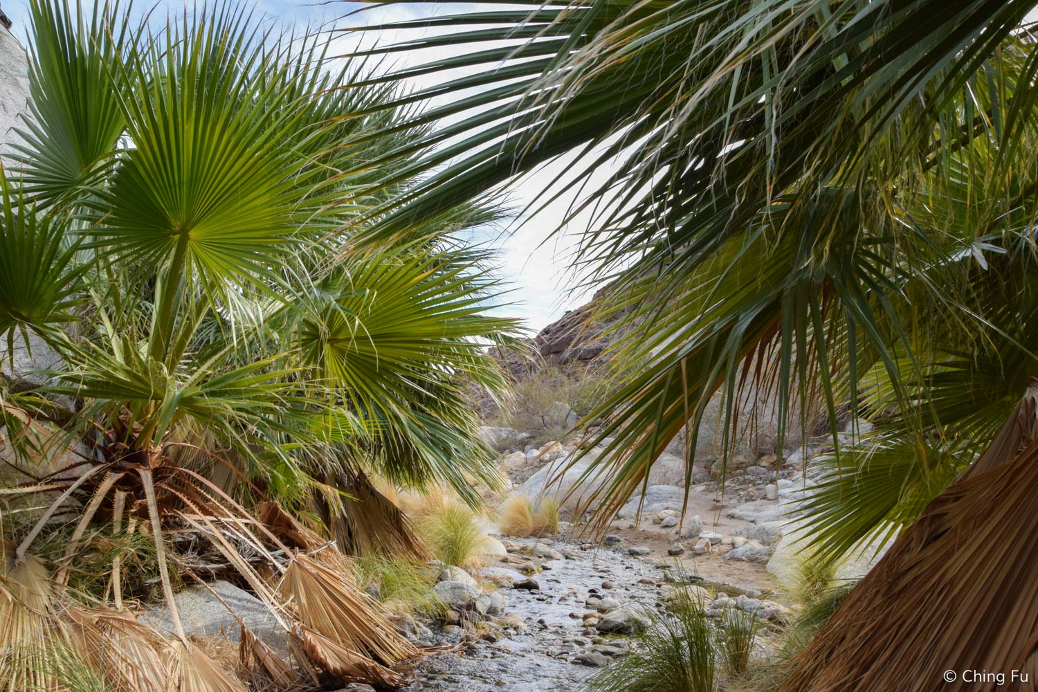 As true to the definition of an oasis, there was a running creek by the grove of palm trees.