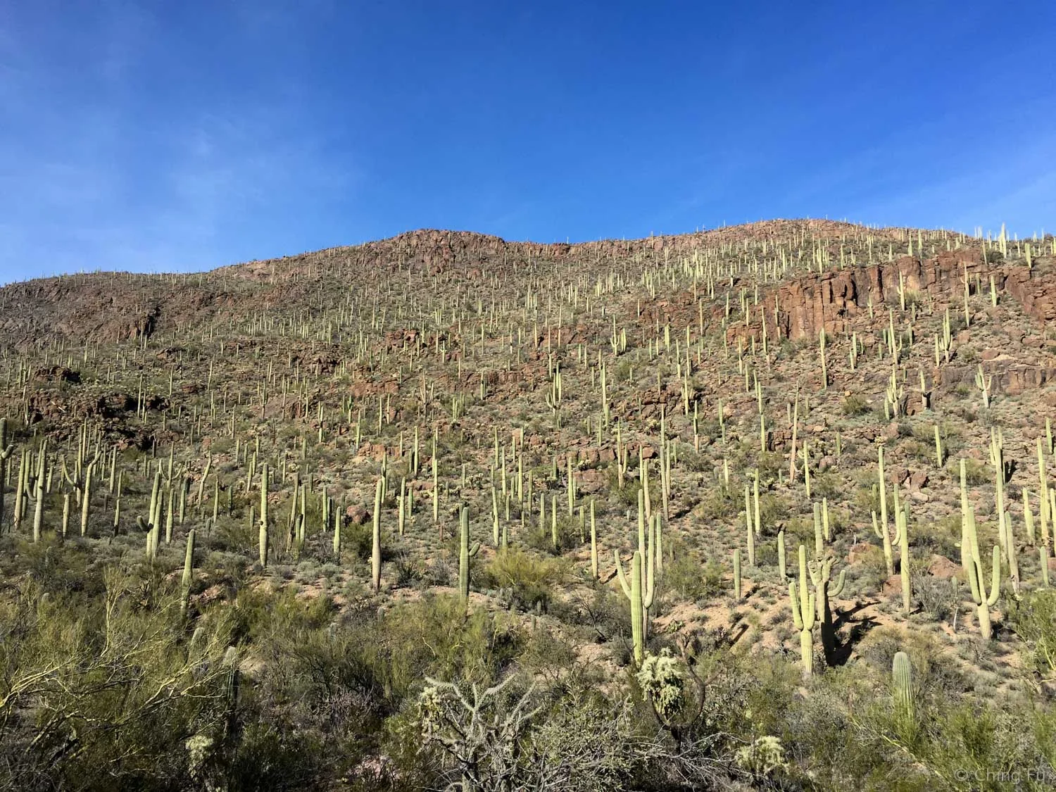 Tucson Mountain Park