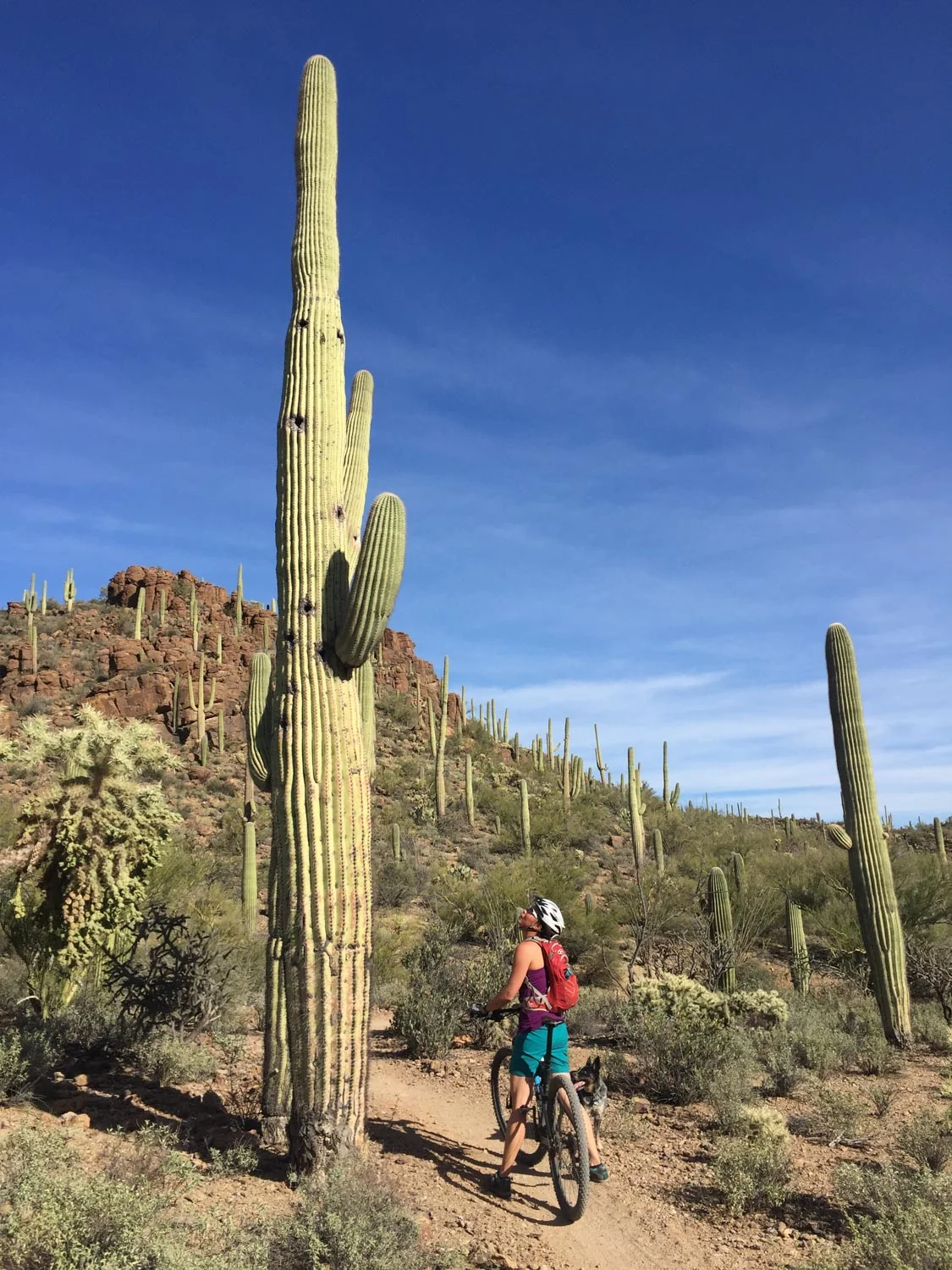 Mountain biking at Tucson Mountain Park.