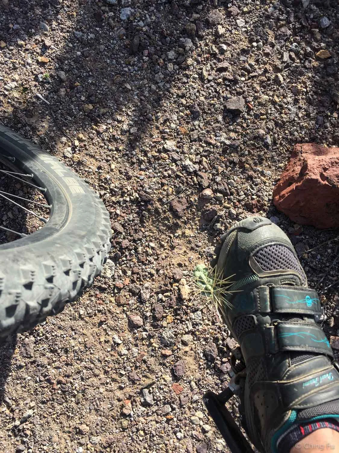 I kicked a piece of cholla off the trail so Tyki wouldn't accidentally run over it but instead it got stuck to my shoe. Lesson: don't kick them, they will go through shoes all of kinds!