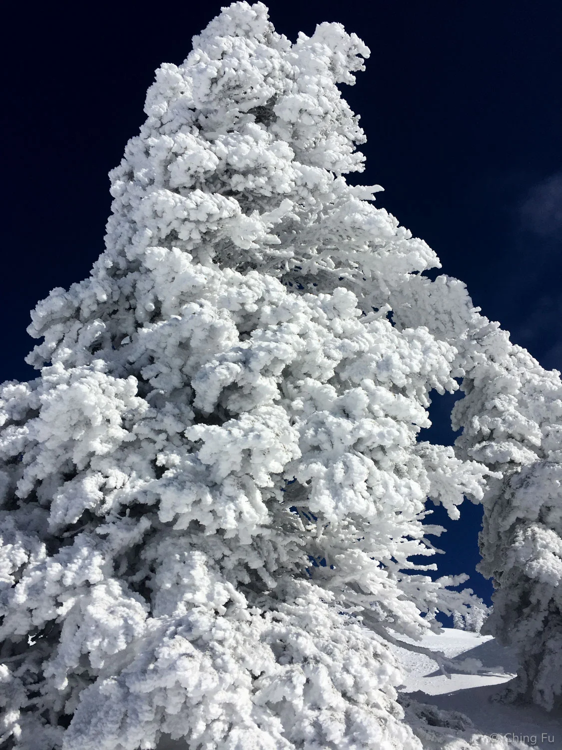 Fat snow tree at Grand Targhee Resort.