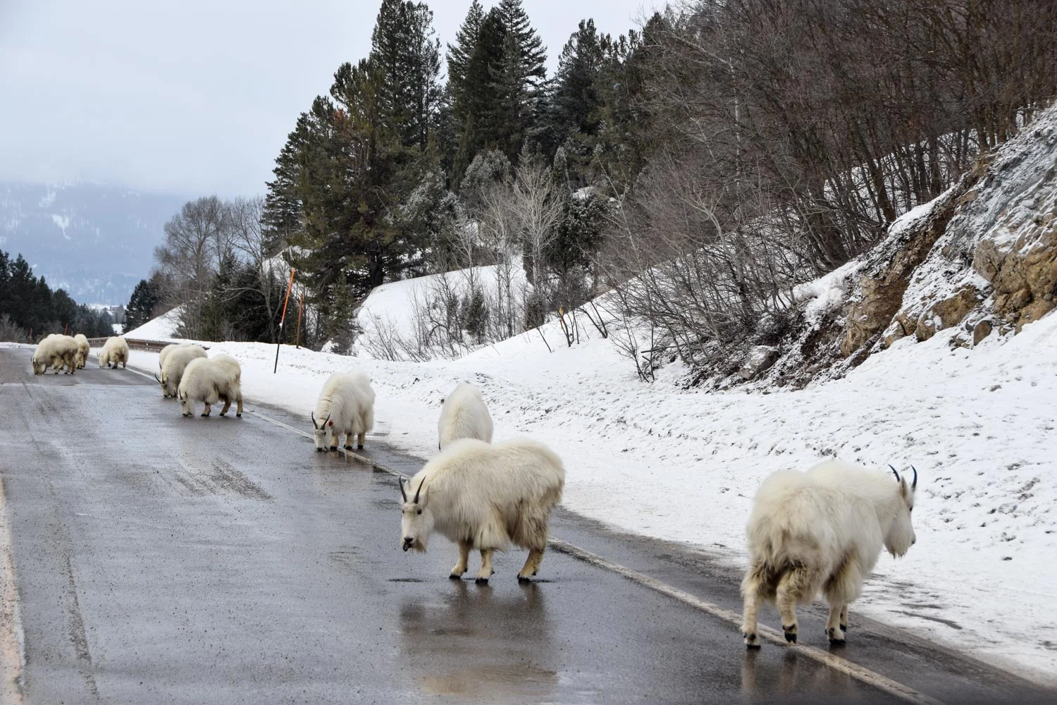 Mountain goats as we left Jackson.
