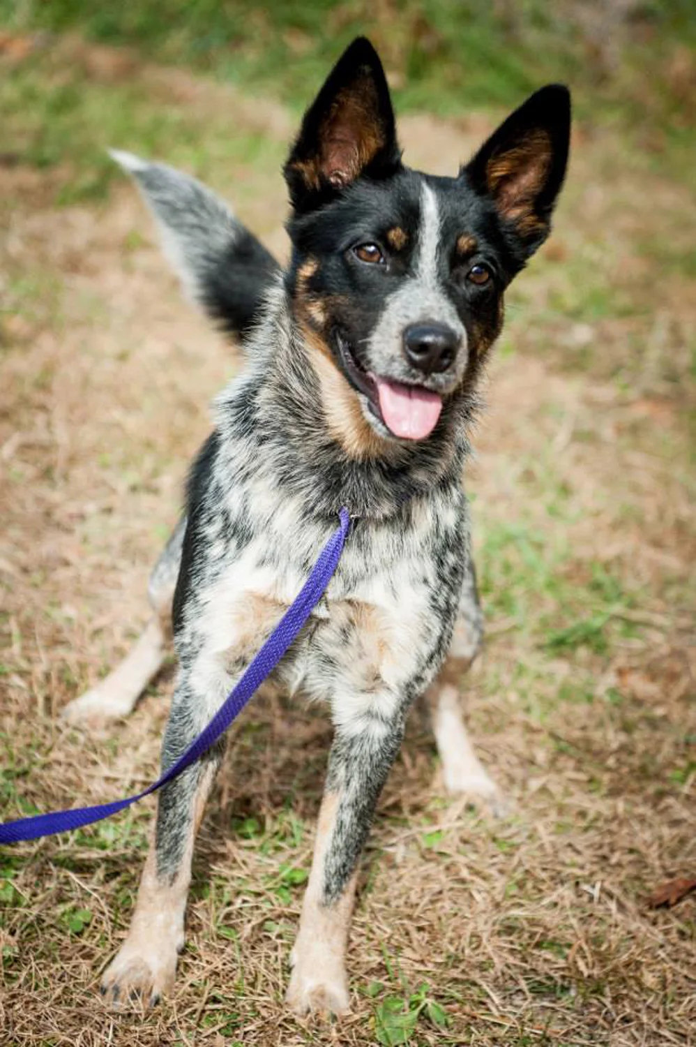 Tyki's adoption photo. Look at those ears!