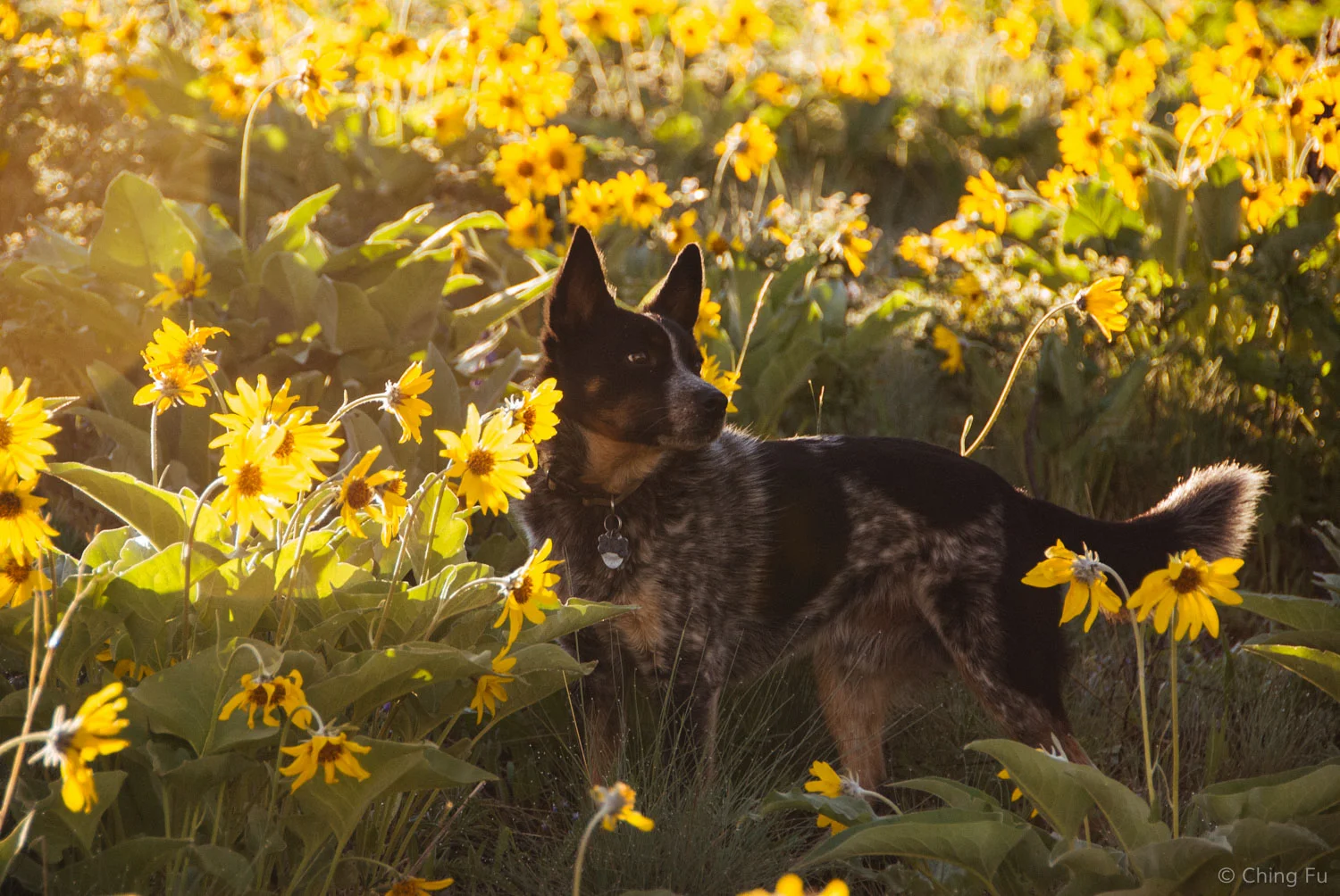He's such a wonderful dog despite his anxiety issues.