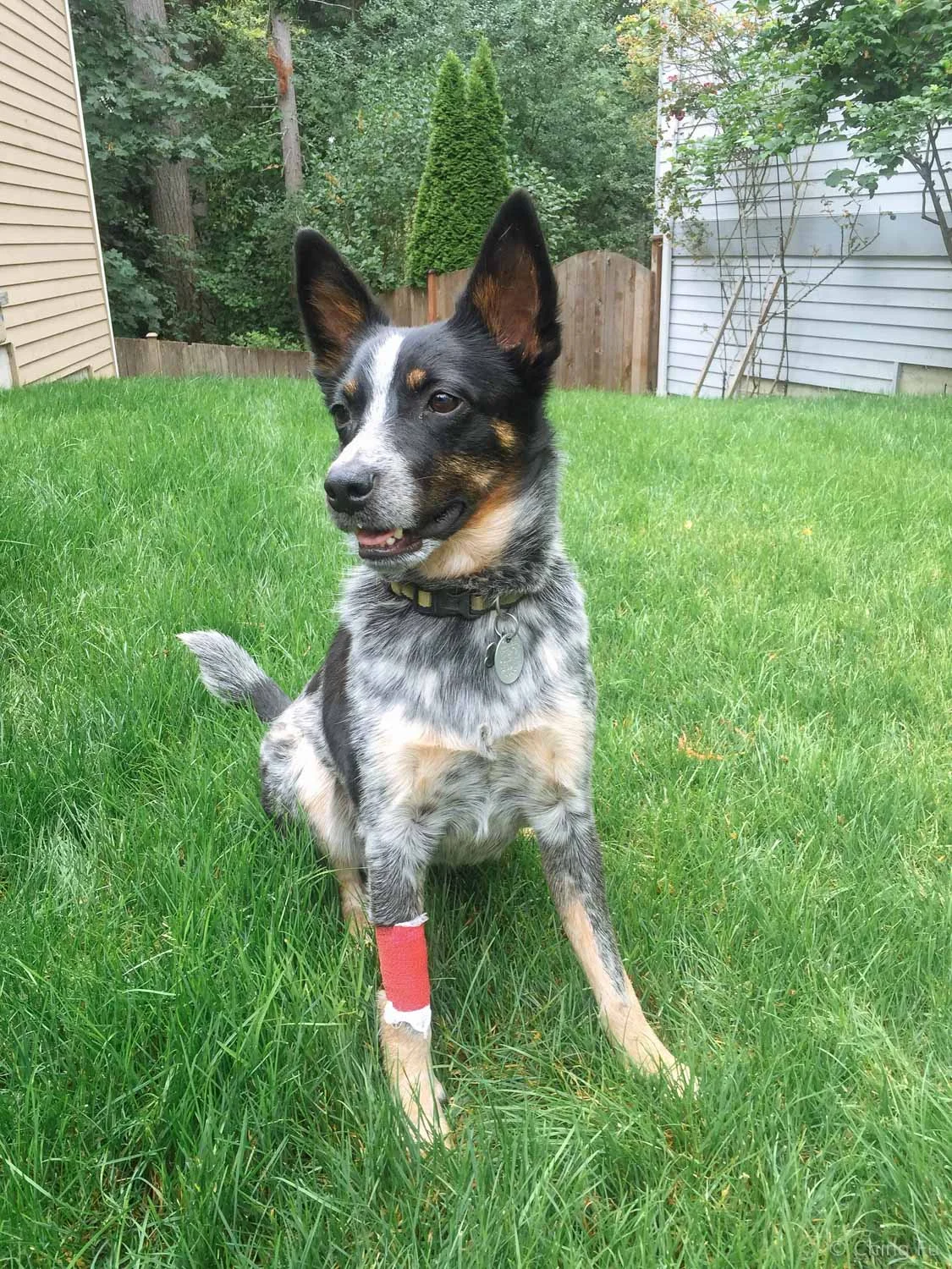 Tyki spent a night at the vet because he got into something in the woods that made him really sick.