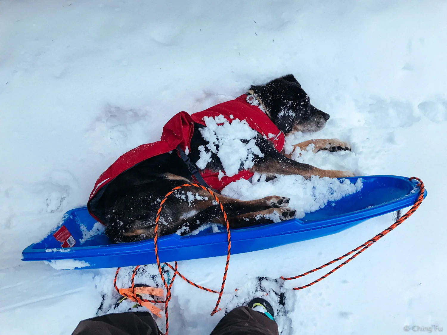 Tybee sledding in Mt. Baker-Snoqualmie.