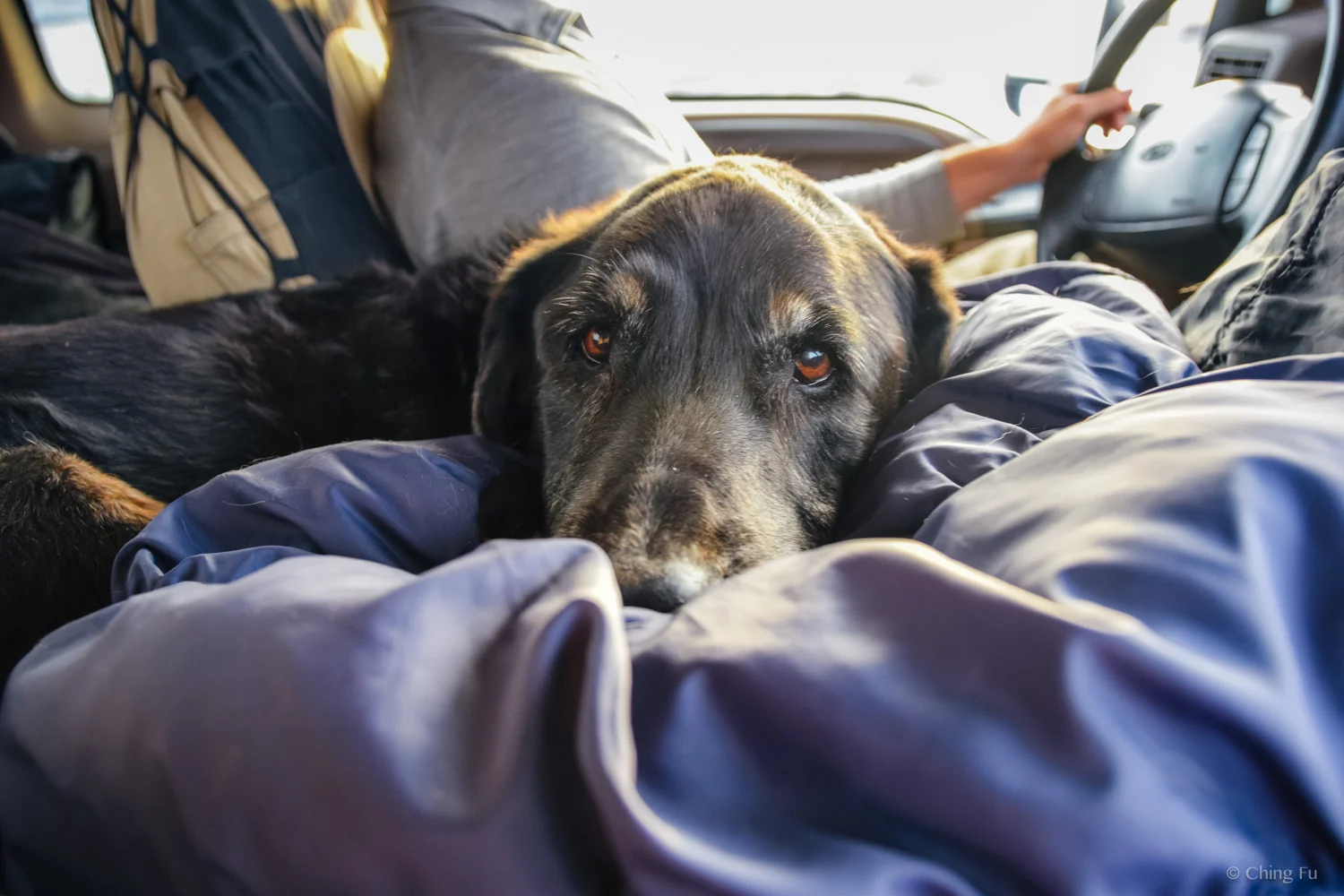 Tybee chilling in the truck.