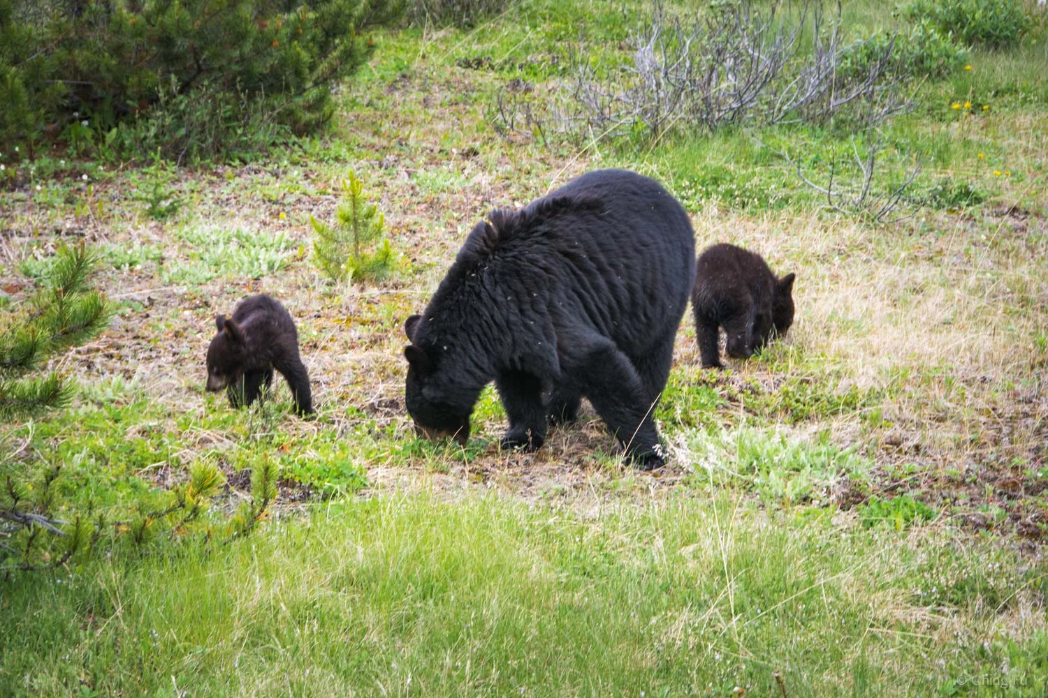 I took this photo from inside the truck that was parked on the side of the road. I zoomed in to get a closer view of the mama and her cubs.