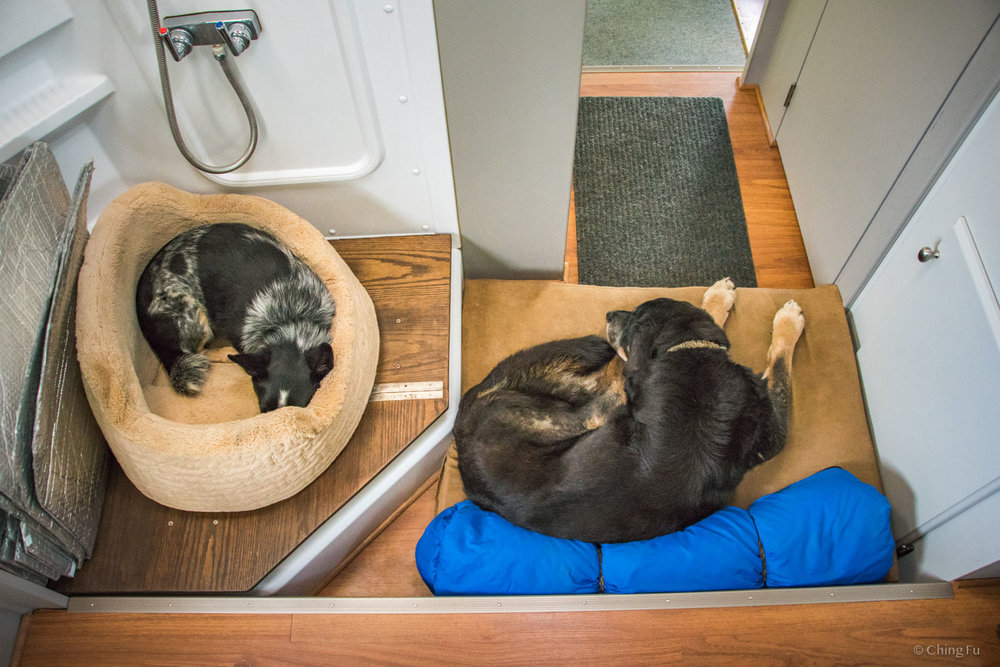 Tybee and Tyki each have their own beds in the Toaster.