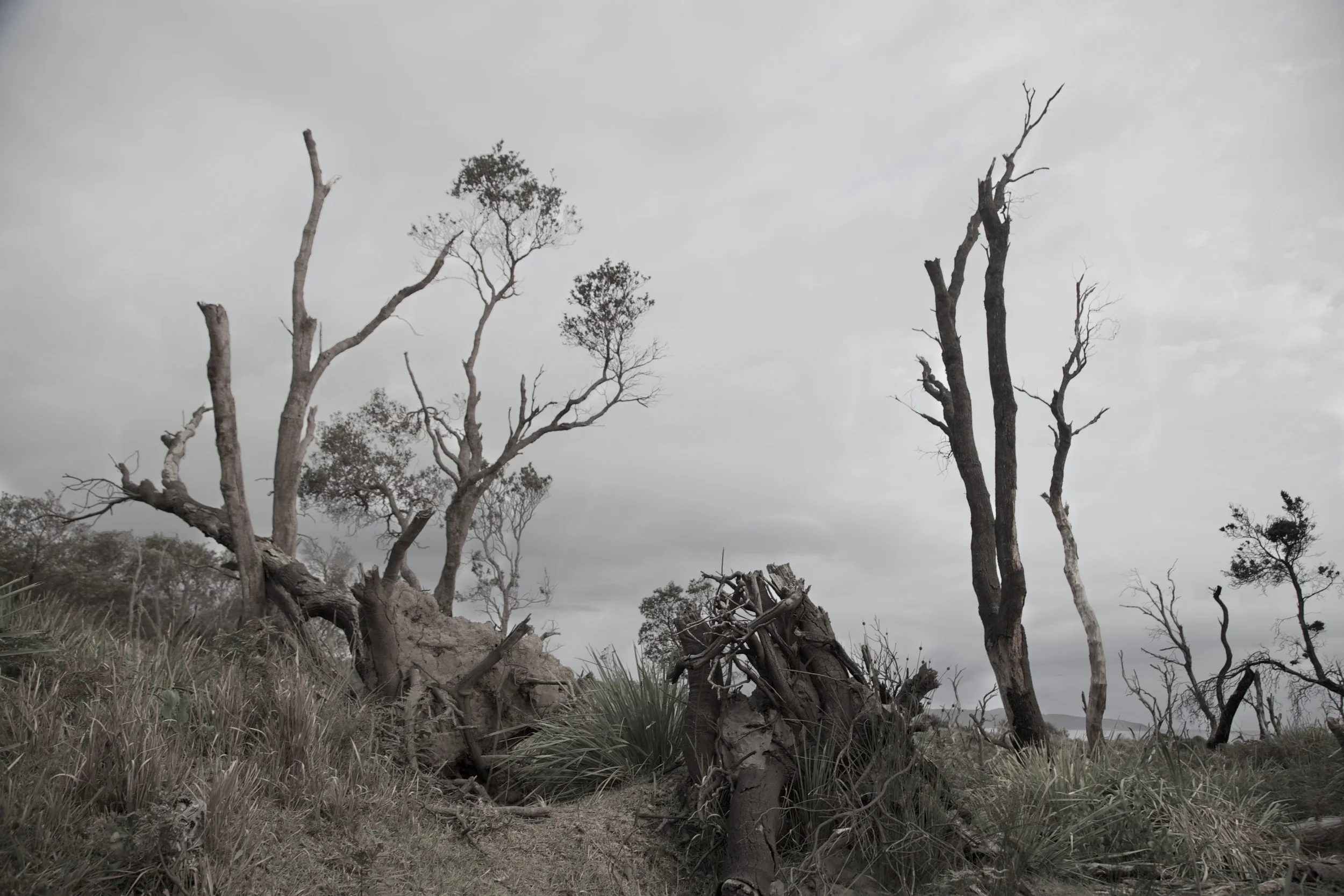 IMG_8798 - Version 2.jpg