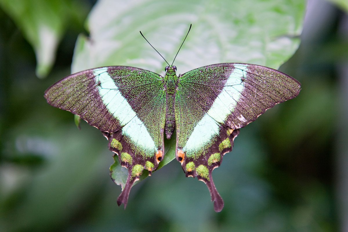 JennKL Photography_ART-8_Butterfly.jpg