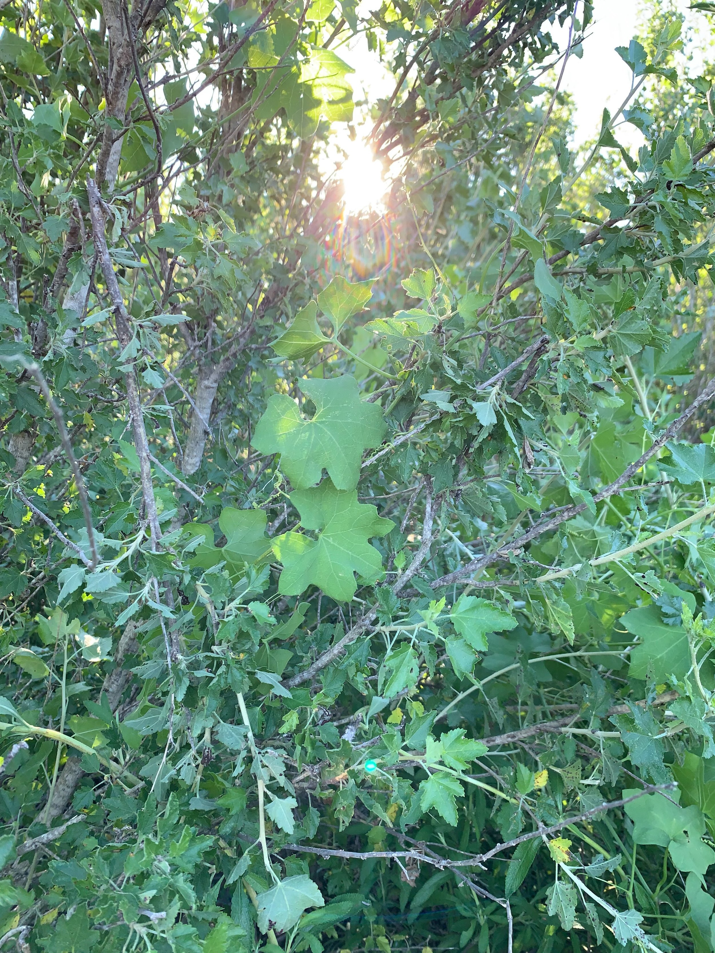 💚🌿🍃🌱
Inspiring 

#natuewalk