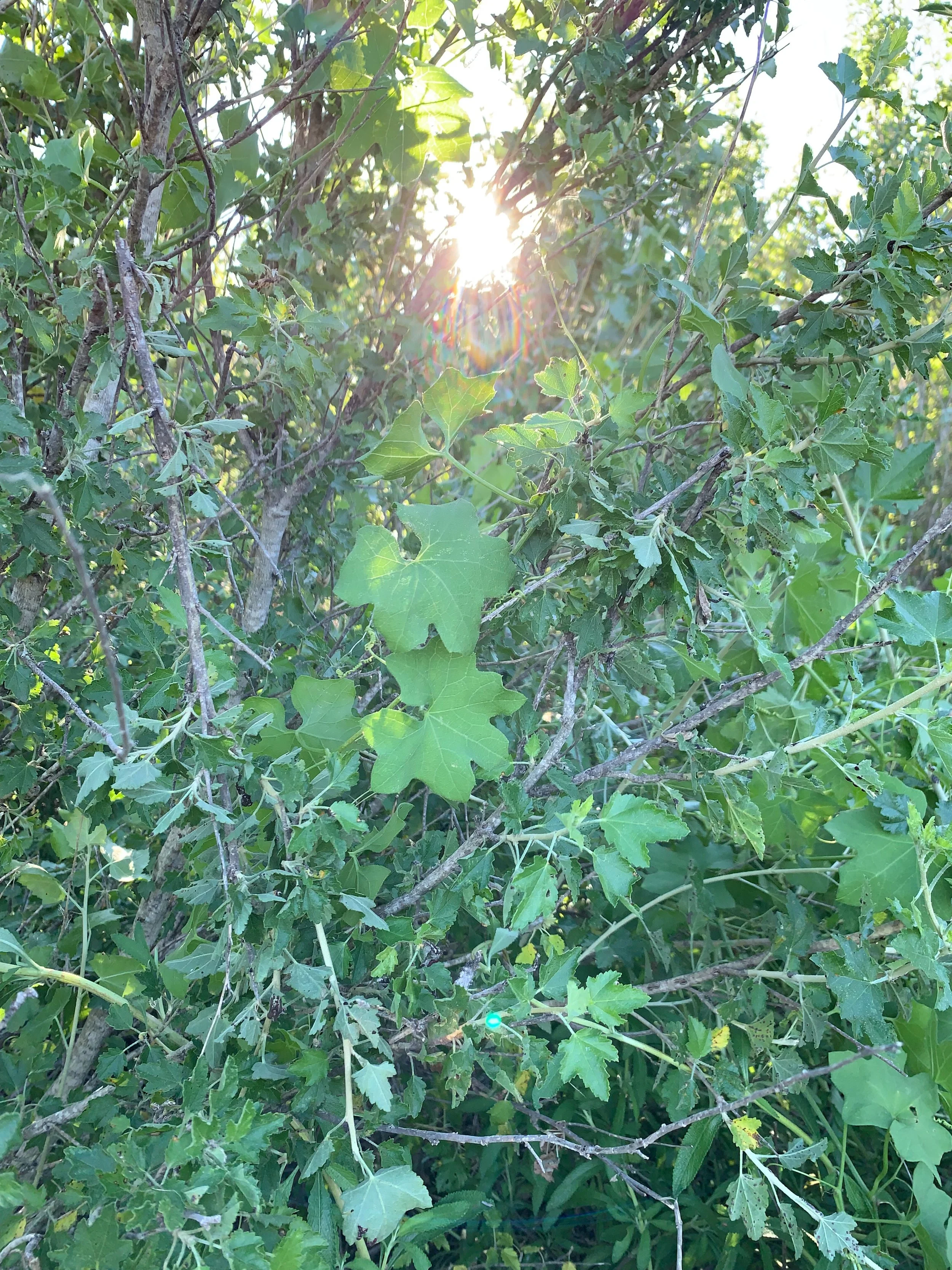 JMKL Creative_Immersion_Inspiration Photos_Nature Walk_Collection One 21.jpg