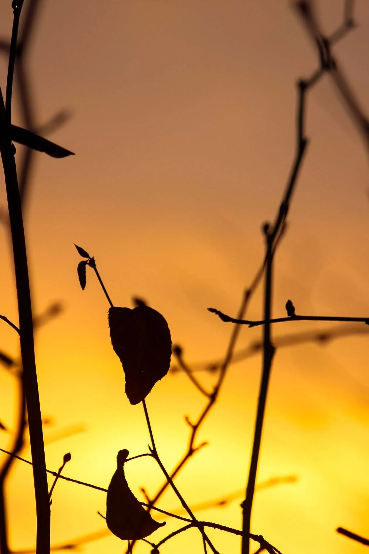 treesunset.jpg
