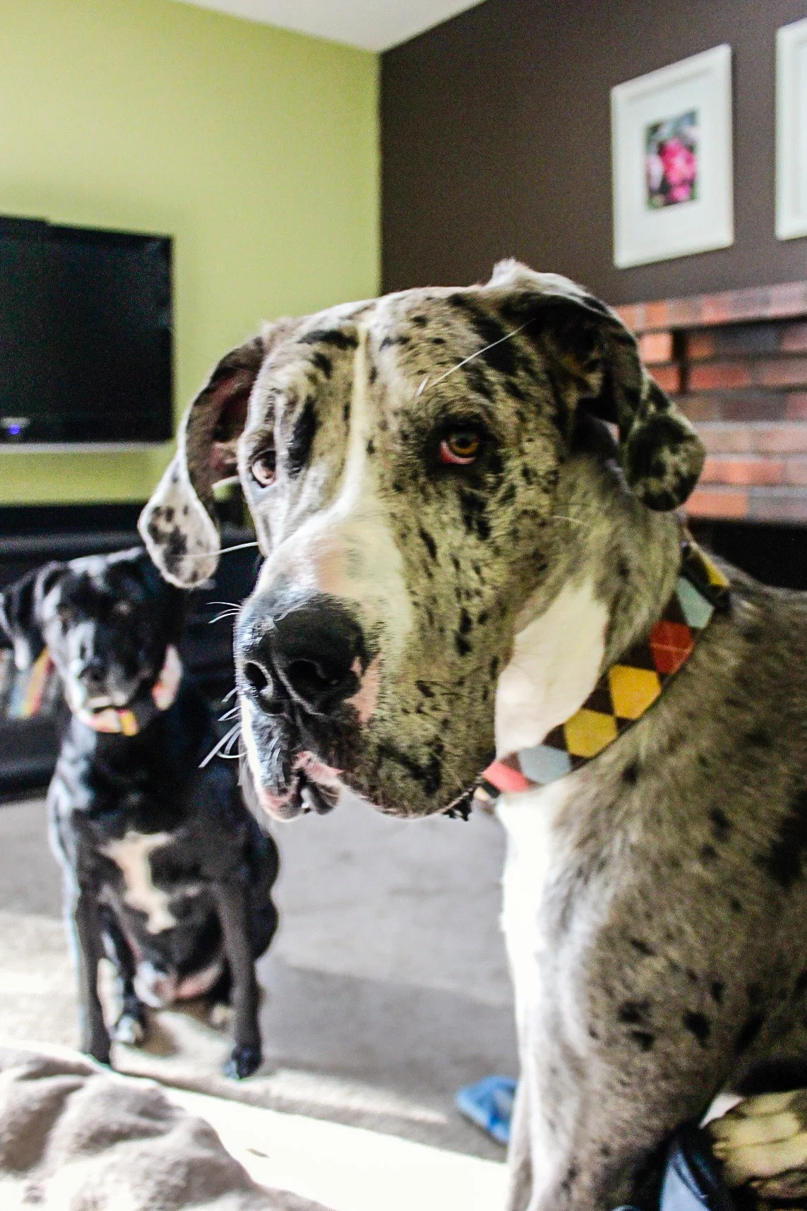 What do you mean I can't go to the dog park for three weeks?