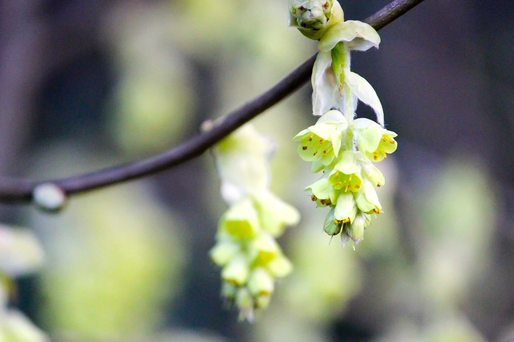 Spike Winter Hazel, Corylopsis spicata